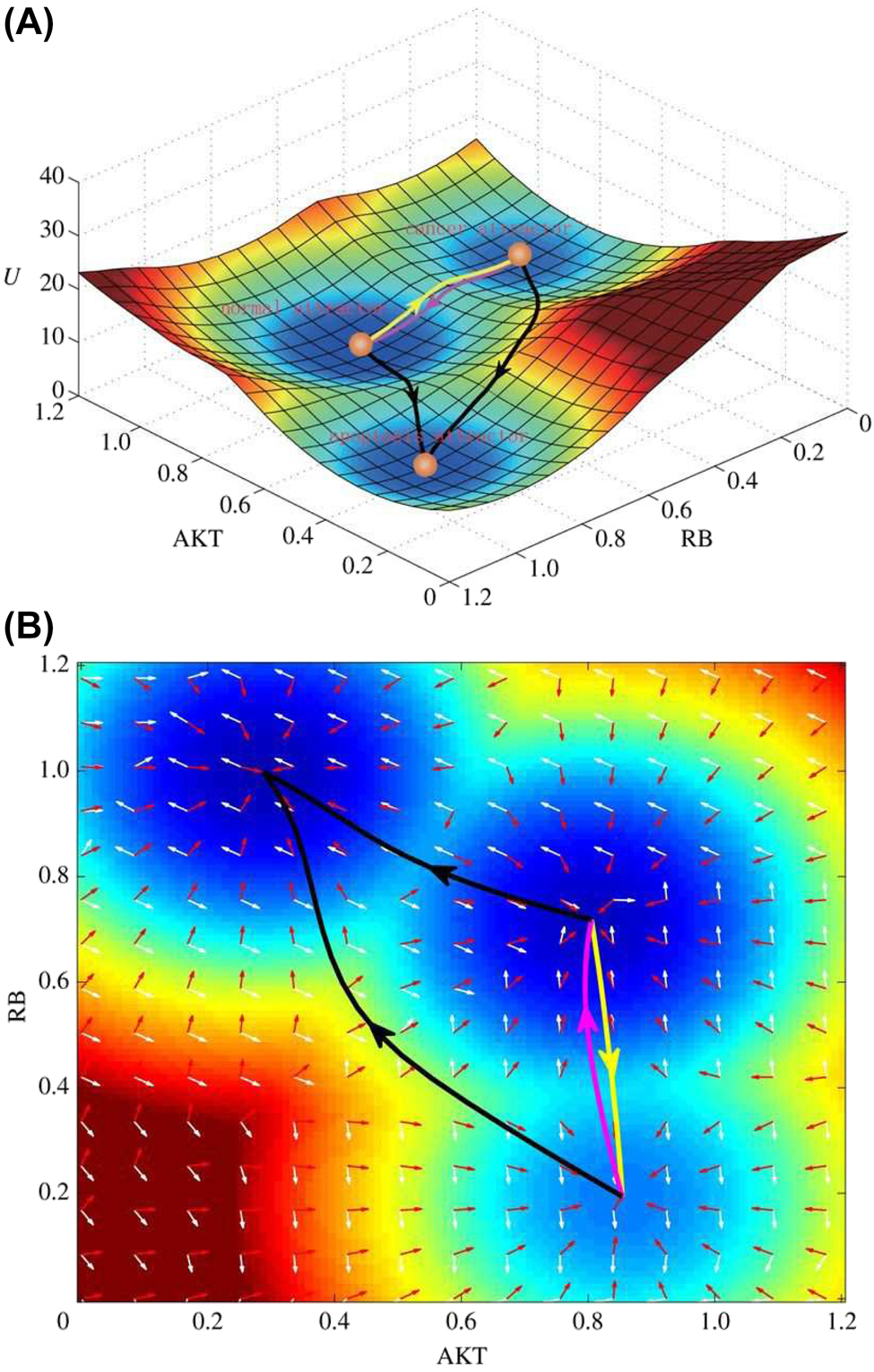 Figure 8: 
The tristable landscape for the cancer network. (A) The three dimensional landscape and dominant kinetic paths. The yellow path, the magenta path and black paths represent the path from normal state to cancer state, from cancer state to normal state and from the normal and cancer state to apoptosis state, respectively. (B) The corresponding two dimensional landscape. Red arrows and white arrows represent the negative gradient of potential energy and the probabilistic flux, respectively (Image source: Li et al. [81] with permission).
