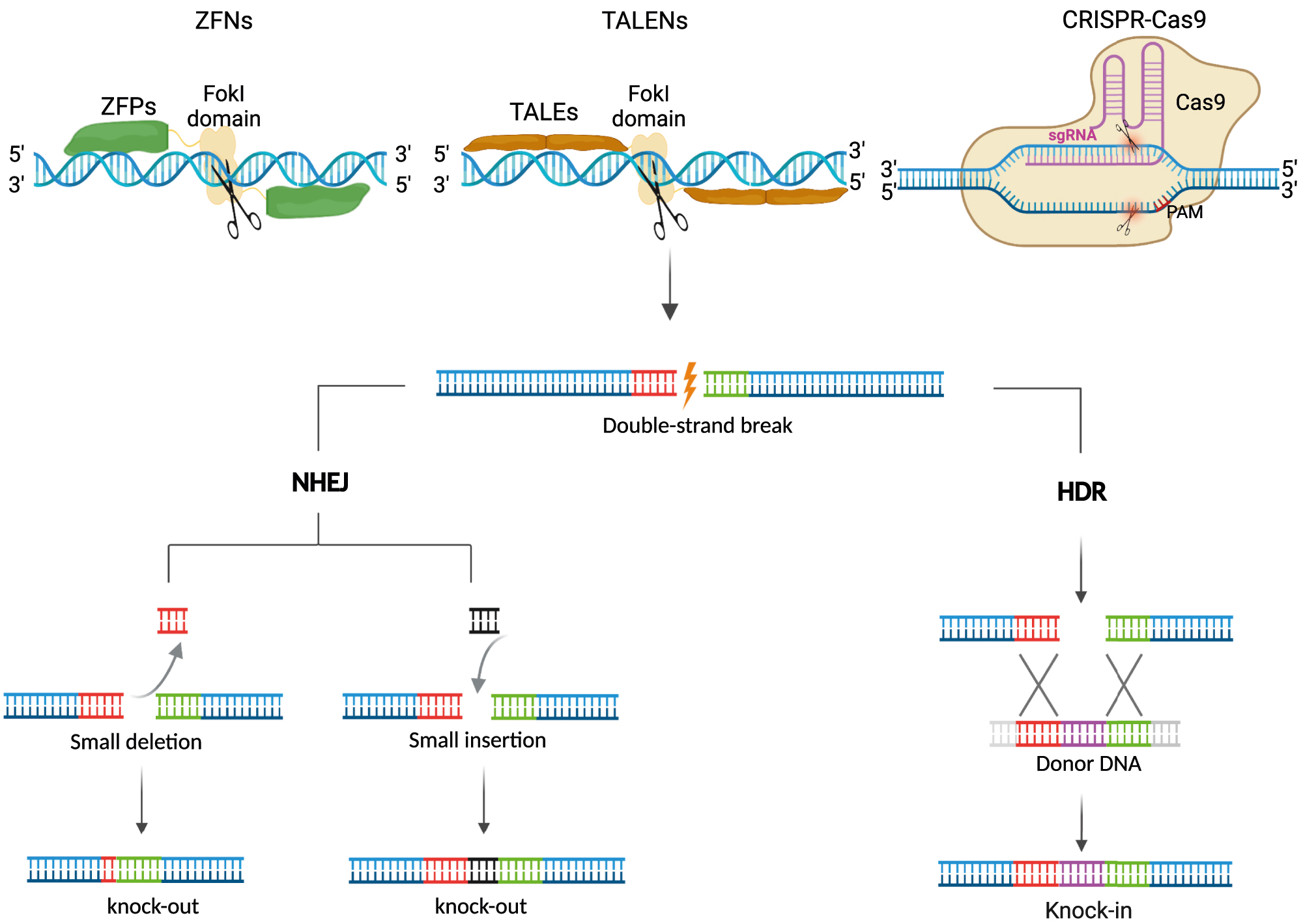 Figure 2: 
DSBs mediated genome editing. DNA DSBs at the targeted sites induced by nucleases (ZFNs, TALENs, and CRISPR-Cas9), which can be repaired by NHEJ without a donor or HDR in the presence of a donor DNA template. NHEJ can disrupt gene expression by forming indels (deletion and insertion), producing stop codons by frameshift mutations. HDR can precisely restore genetic mutation or insert gene fragments at a specific site. DSBs, double-strand breaks; ZFNs, zinc finger nucleases; TALENs, transcription activator-like effector nucleases; NHEJ, nonhomologous end-joining; HDR, homology-directed repair.