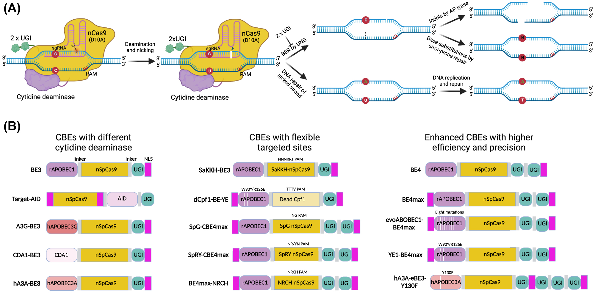 Figure 3: 
Cytosine base editing. (A) Schematic diagram of a CBE system using nCas9 (D10A) linked with cytosine deaminase and double UGI as an example. The nCas9-sgRNA complex binds to the targeted DNA, forms a single-stranded R-loop, and nicks the non-deaminated strand. The linked cytidine deaminase catalyzes the hydrolytic deamination of cytosine (C) to uridine (U). An additional linked protein, UGI, inhibits the activity of UNG, which excises the U from DNA in cells and initiates BER, with the reversion of the U•G pair to an n•n pair (C•G as the most common outcome). The nick induced by apyrimidinic site lyase (AP lyase) on the deaminated strand combined with the nick on the non-deaminated strand by nCas9 results in the DSB and indels. The intact deaminated strand is preferred for templated repair, and DNA polymerase reads U as thymine (T), generating the U•A base pair to T•A base pair. (B) Schematic diagrams showed different versions of cytosine base editors, including deamination by different enzymes, targeting DNA by various Cas proteins, and evolved CBEs with higher activity and precision. CBE, cytidine base editor; nCas9, nickase Cas9; UGI, uracil glycosylase inhibitor; UNG, uracil N-glycosylase; BER, base-excision repair.