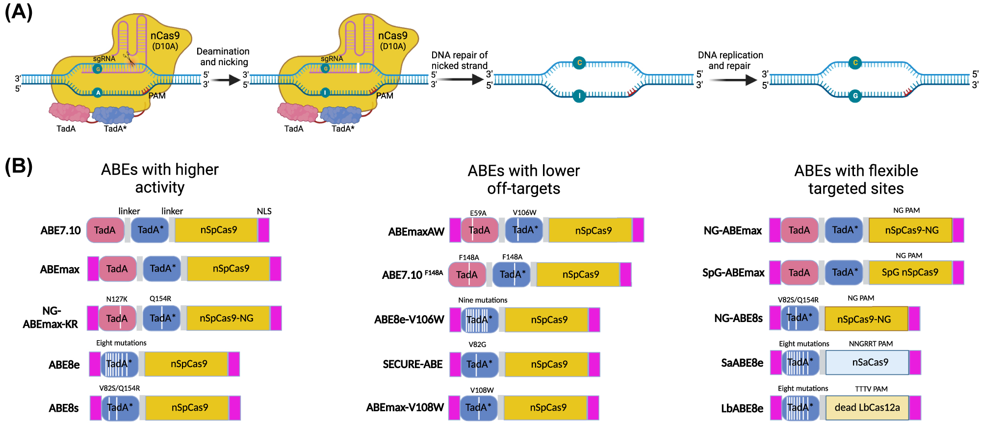 Figure 4: 
Adenine base editing. (A) Schematic diagram of an ABE system using ABE7.10 as an example. The nCas9-sgRNA complex binds to the non-deaminated strand and forms a nick on it. The fused evolved TadA* catalyzes the deamination of adenosine (A) into inosine (I), which is read as guanosine (G) by DNA polymerase during DNA replication. In the example shown, two deoxyadenosine domains exist, including one wild-type TadA domain and an evolved TadA* domain. Subsequent research found that a single TadA* domain can achieve A•T to G•C base editing. As with uracil, inosine can also be excised by endogenous glycosylases, generating an abasic site that leads to base substitutions or indels, but this process is inefficient. (B) Schematic diagrams showed different versions of ABEs. The evolved ABEs showed higher editing efficiency and lower off-target effects. The Cas variants fused with deoxyadenosine deaminase can target broader genome loci, which are suitable for more genetic mutation repair. ABE, adenosine base editor.