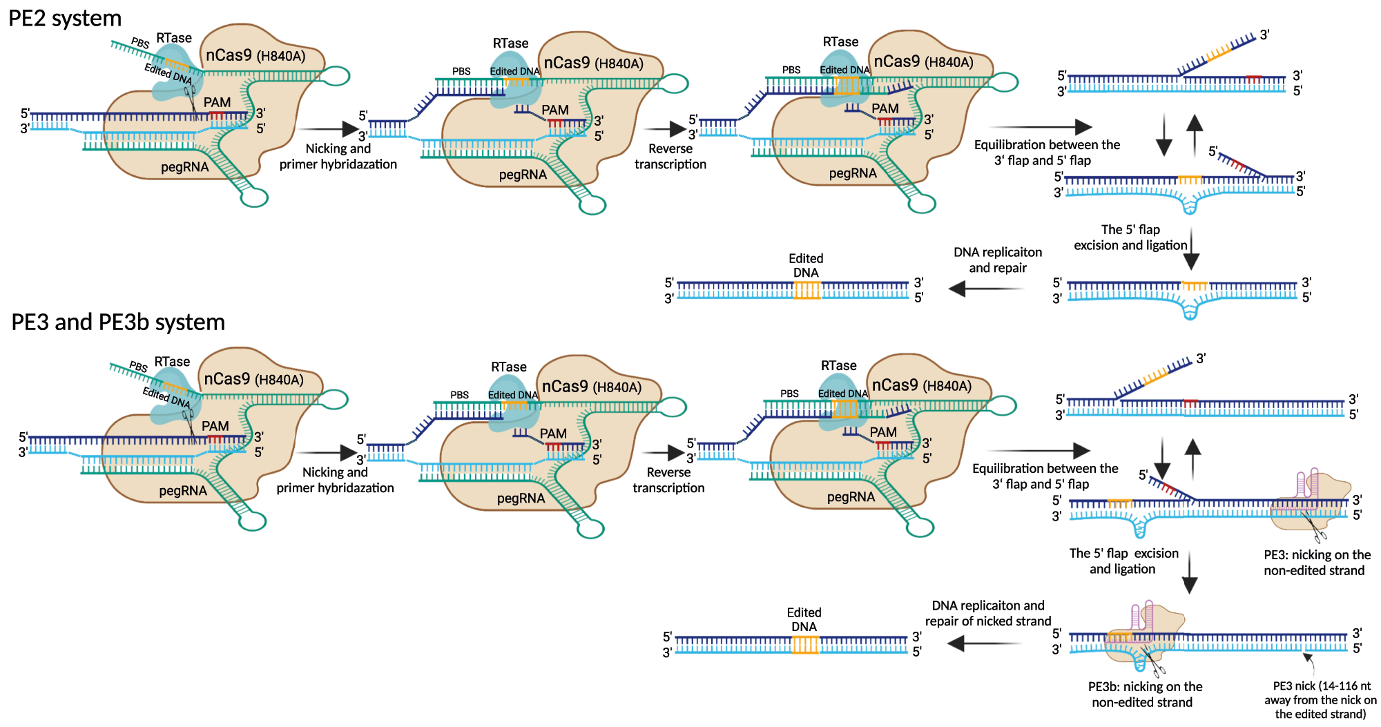Figure 5: 
Overview of prime editing by PE2, PE3, and PE3b. The prime editors consist of nCas9 (H840A) fused to RTase via a linker and pegRNA, which consists of gRNA sequence for targeting DNA, PBS for initiating reverse transcription, and RT template for introducing edited DNA. After nicking the PAM-containing strand by the nCas9, the newly released DNA 3′ end hybridizes to the PBS sequence of pegRNA to form a primer-template complex. The RTase domain then initiates reverse transcription and adds the edited DNA from the pegRNA into the genomic DNA, resulting in a heteroduplex DNA. After reverse transcription, the PE2 system involves flap equilibrium of edited 3′ and unedited 5′ flap. Endonucleases excise the unedited 5′ flaps, and then ligation and DNA replication/repair lead to stable editing. PE3 and PE3b involve a second nick on the non-edited strand to ensure that the edited strand is used for DNA replication and repair. In the PE3 approach, the second nick is introduced by the nCas9-sgRNA complex in the unedited strand 14–116 nt away from the initial pegRNA nick site. In the PE3b approach, the nCas9-sgRNA complex can only match the edited strand after the edited DNA was incorporated and induces a nick on the non-edited strand, which can prevent the presence of concurrent nicks. PE, prime editor; RTase, reverse transcriptase; pegRNA, prime guide RNA; PBS, primer binding site.