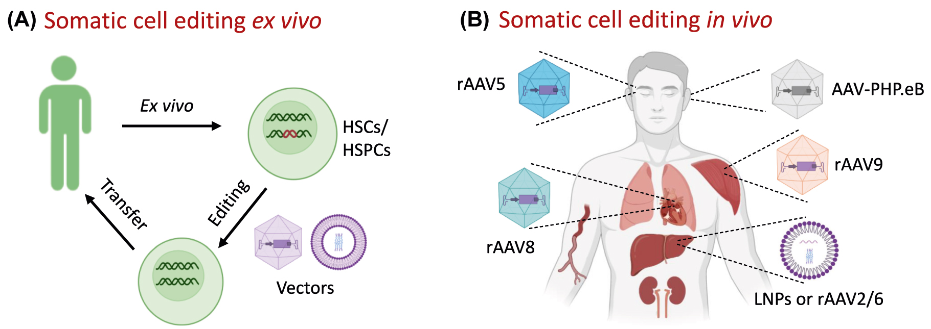 Figure 6: 
Strategies for therapeutic genome-editing. (A) Schematic diagram for somatic cell editing ex vivo. Bone marrow cells of patients are mobilized and HSCs or HSPCs are isolated and cultured ex vivo. The genome editing components are packed and delivered into cells, usually by electroporation or AAVs. After quality control, the edited HSCs/HSPCs are infused into the patients for treatments. (B) Schematic diagram for somatic cell editing in vivo. The genome editing components are packed into the delivery vehicles with organ tropism, such as AAVs and LNPs, then injected directly into patients. HSCs, hematopoietic stem cells; HSPCs, hematopoietic stem and progenitor cells; AAVs, adeno-associated viruses; LNPs, lipid nanoparticles.