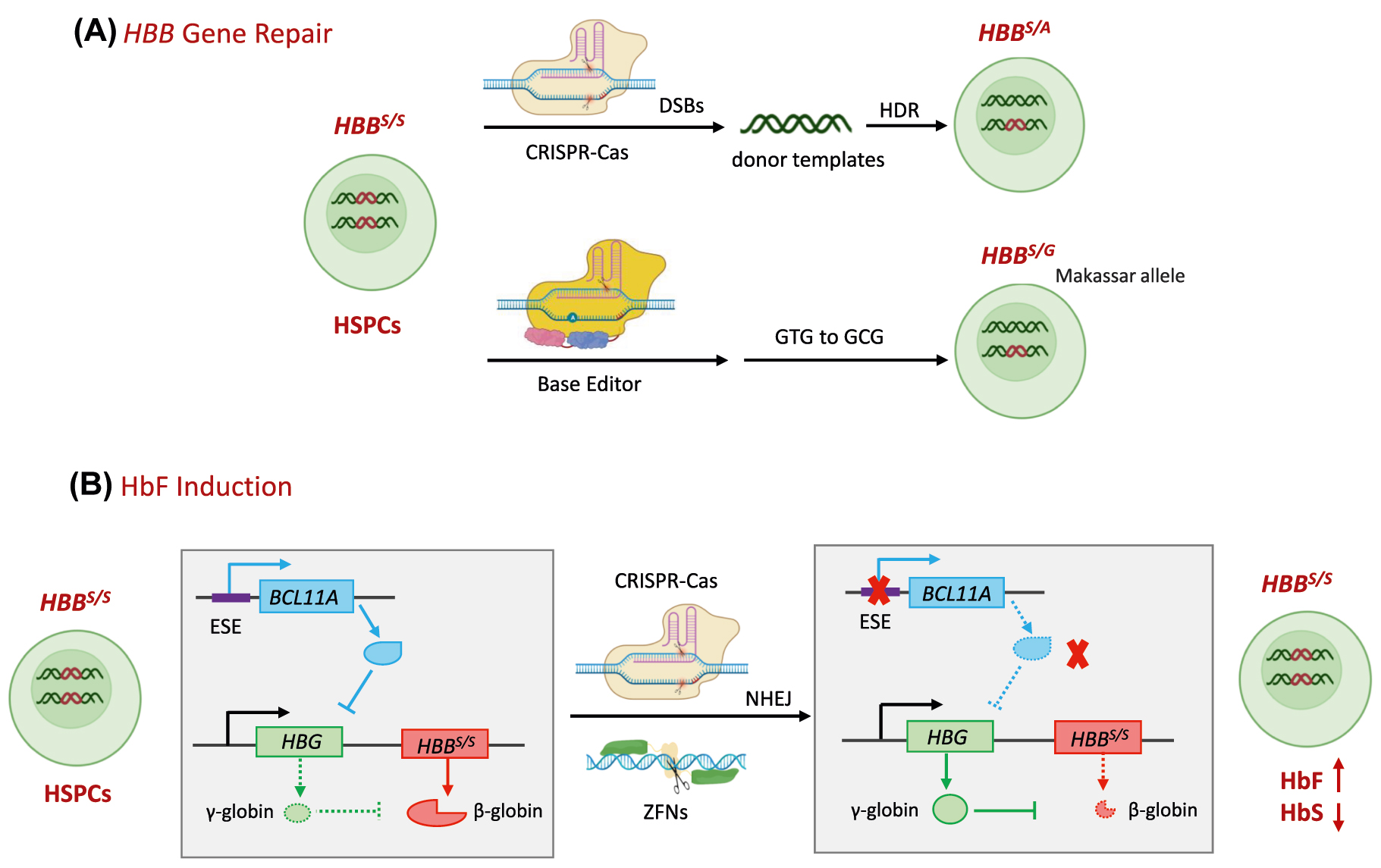 Figure 7: 
Molecular mechanisms of therapeutic genome editing ex vivo for SCD. (A) HBB gene repair. Upper: The CRISPR-Cas9 recognizes and cuts the locus of HBB
S/S in HSPCs and DSBs are induced, triggering DNA repairing. At the presence of DNA donor as a template, DSBs are repaired by HDR and the HBB
S/S
 is converted to HBB
S/A or HBB
A/A. Below: the pathogenic HBB
S
 allele (codon GTG) to a non-pathogenic, naturally occurring variant HBB
G
 (GCG) in HSPCs by ABEs. (B) HbF induction: After birth, BCL11A binds to the γ-globin promoter directly, repressing γ-globin expression, a component of HbF that has anti-sickling effects. HBB
S/S in patients produces sickle β-globin. CRISPR-Cas9 or ZFNs targeting BCL11A ESE, will induce DSBs and NHEJ. As a consequence, BCL11A expression and the inhibition to γ-globin is disrupted, leading to an increase in γ-globin. SCD, sickle cell disease; HbF, fetal hemoglobin; ESE, erythroid-specific enhancers; HbS, sickle hemoglobin.