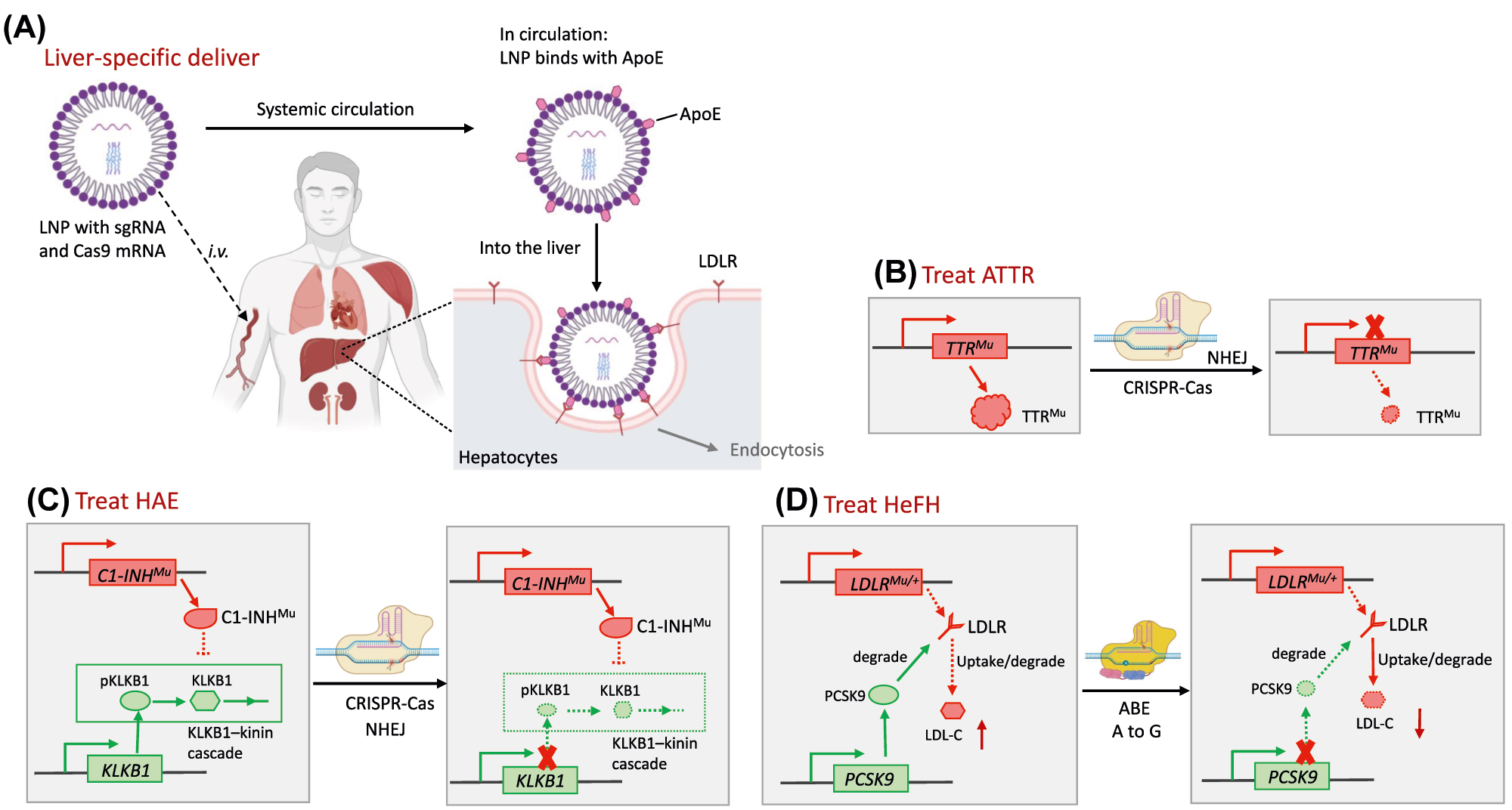 Figure 8: 
Molecular mechanisms of therapeutic genome editing in vivo for hereditary metabolic diseases. (A) Liver-specific deliver of genome editing agents: LNPs with sgRNA and Cas9 are i.v. injected and coated by ApoE in circulation. When circulating into the liver, interaction between ApoE and LDLR take the LNPs into the hepatocytes by endocytosis specifically. (B) In patients with ATTR, missense mutations in the TTR gene encoding transthyretin result in the misfolds of TTR tetramer, which further develop into TTR protein aggregates. TTR-specific gRNA and Cas9 delivered into hepatocytes via LNPs, abrogate mutant TTRs upon missense or nonsense mutations induced by NHEJ-mediated repair. (C) In patients with HAE, mutant C1 esterase inhibitor (encoding by C1-INH) lose its function of regulating the complement system and kallikrein–kinin cascades. CRISPR mediated knocking out of KLKB1 that encoding a precursor of plasma kallikrein, achieved therapeutic outcomes. (D) Loss-of-function mutation in the LDLR gene down-regulates LDLR expression, leading to high LDL-C and HeFH. ABEs make a A-to-G conversion at the splice site in the PCSK9 gene (causing aberrant splicing) for disrupting its expression and degrading of LDLR, subsequently lowers the LDL-C. ApoE, apolipoprotein E; ATTR, hereditary transthyretin amyloidosis; HAE, hereditary angioedema; LDLR, low-density lipoprotein receptor; LDL-C, low-density lipoprotein cholesterol; HeFH, heterozygous familial hypercholesterolemia.