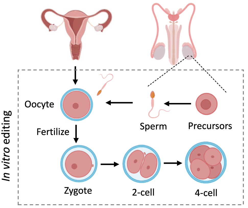 Figure 10: 
Germline genome editing. Editing the genome of preimplantation embryos, sperm, eggs and their precursors, including spermatogonia, spermatocytes, spermatids from males and oocytes from females.