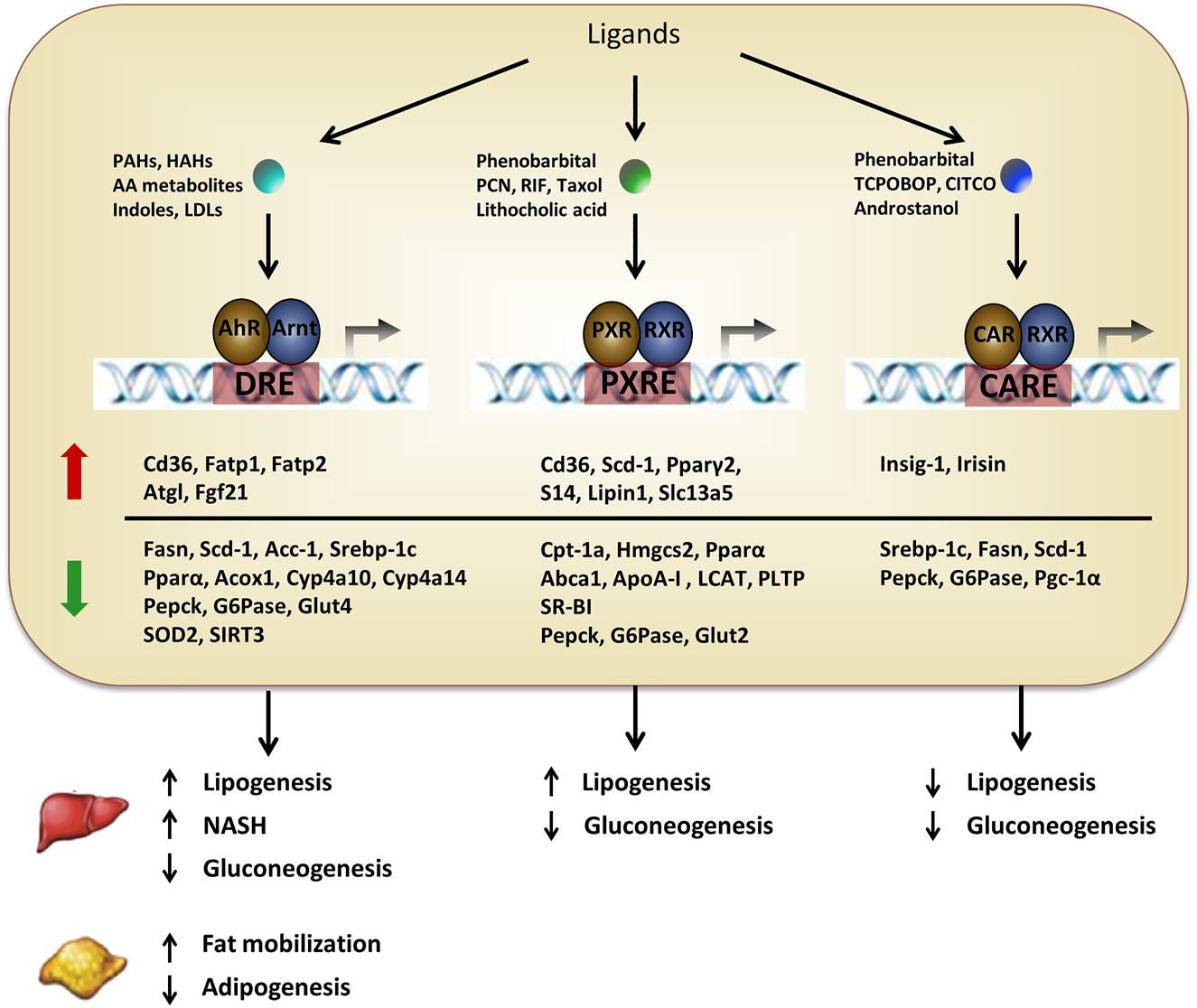Figure 3: 
Summary of the major responsive genes of AhR, PXR, and CAR involved in lipid and glucose metabolism. Both xenobiotics and endobiotics can activate the AhR-Arnt, PXR-RXR, and CAR-RXR functional heterodimers, which bind to a DRE, PXRE, or CARE within the promoter region of target genes. This binding results in the regulation of gene expression. Note that the listed target genes that are either up-or down-regulated here are not complete and not intended to specify a particular cell type. PAHs, polycyclic aromatic hydrocarbons; HAHs, halogenated aromatic hydrocarbons; AA, amino acids; LDLs, low-density lipoprotein; PCN, pregnenolone-16α-carbonitrile; RIF, rifampicin; TCPOBOP, 1,4-Bis (2-[3,5-dichloropyridyloxy]) benzene; CITCO, 6-(4-chlorophenyl) imidazo [2, 1-b] [1, 3] thiazole-5-carbaldehyde O-(3,4-dichlorobenzyl) oxime. Fatp, fatty acid transport protein; Atgl, adipocyte triglyceride hydrolase; Fgf21, fibroblast growth factor 21; Fasn, fatty acid synthase; Scd-1, stearoyl CoA desaturase 1; Acc-1, acetyl coenzyme A carboxylase 1; Srebp-1c, sterol response element binding protein-1c; Pparα, peroxisome proliferator-activated receptor α; Acox1, Acyl-CoA Oxidase 1; Pepck, phosphoenolpyruvate carboxykinase; G6Pase, glucose 6-phosphatase; Glut4, glucose transporter 4; SOD2, superoxide dismutase 2; SIRT3, sirtuin deacetylase 3; Pparγ2, peroxisome proliferator-activated receptor γ2; S14, thyroid hormone responsive spot 14 protein; Cpt-1a, carnitine palmitoyltransferase 1a; Hmgcs2, 3-hydroxy-3-methylglutarate-CoA synthase; Abca1, ATP-binding cassette transporter family member A1; LCAT, lecithin-cholesterol acetyltransferase; PLTP, phospholipid transfer protein; SR-BI, scavenge receptor B-I; Glut2, glucose transporter 2; Pgc-1α, peroxisome proliferative activated receptor-γ co-activator 1α; AhR, aryl hydrocarbon receptor; PXR, pregnane X receptor; CAR, constitutive androstane receptor; DRE, dioxin response element; PXRE, PXR response element; CARE, CAR response element; ABC, ATP-binding cassette.
