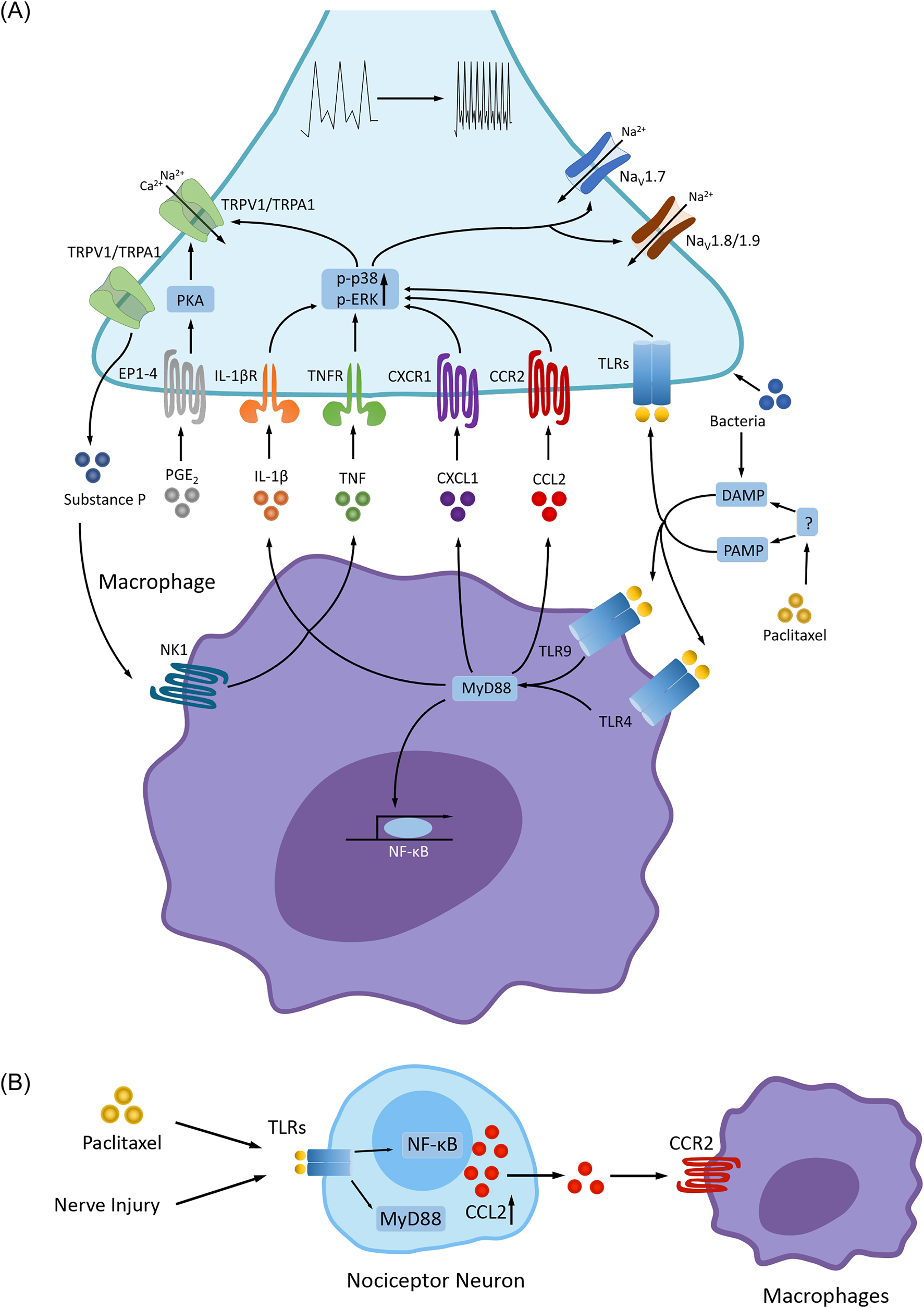 Figure 3: 
Macrophages and induction of pain. (A) In macrophages, activation of TLRs (e.g., TLR4 and TLR9) by PAMPs and DAMPs [50] increases the synthesis and release of inflammatory cytokines and chemokines (TNF, IL-1β, IL-17, CCL2, CXCL1) and lipid mediators (e.g., PGE2) via MyD88 and NF-κB pathways. PAMP and DAMP can be induced by bacterial and viral infections, tissues injury, or chemotherapy (e.g., paclitaxel). These inflammatory mediators act on their respective receptors (e.g., cytokine/chemokine receptors and EP1-EP4 receptors for PGE2) that are expressed on nociceptors [53, 54, 58, 59], leading to the receptor-mediated signaling transduction through phosphorylation of MAPKs (p-p38 and p-ERK) and activation of protein kinase A (PKA) [5, 60, 61]. Upon activation, these kinases then enhance the activities of ion channels (e.g., TRPA1/TRPV1 and voltage-gated sodium channels NaV1.7, NaV1.8 and NaV1.9) via posttranslational modulations, leading to increased sensitivity and excitability of nociceptors (peripheral sensitization) and increased pain sensitivity [62–64]. Bacteria is also known to produce pain via specific receptors and ion channels expressed by nociceptors [65]. Furthermore, activation of TRPA1/V1 in nociceptors releases substance P, which binds NK1 receptor on macrophages to release of TNF and IL-1β. In addition, nociceptor neurons express TLRs (e.g., TLR4 and TLR7), and activation of nociceptor TLRs by PAMP and DAMP (e.g., bacteria) can elicit pain. PAMP and DAMP can be indirectly generated by induction of chemotherapy. (B) After nerve injury and chemotherapy, nociceptor neurons produce CCL2 via activation of TLRs, MyD88 and NF-κB. CCL2 activates macrophages via CCR2 and induce macrophage infiltration in the DRG and nerve tissues [66–68]. CCL2, chemokine ligand 2; CCR2, chemokine ligand 2 receptor; DAMP, damage-associated molecular pattern molecules; MAPK, mitogen-activated protein kinase; PAMP, pathogen-associated molecular pattern molecules; TLRs, toll-like receptors. Reproduced from Chen et al. [36] with CCC permission.
