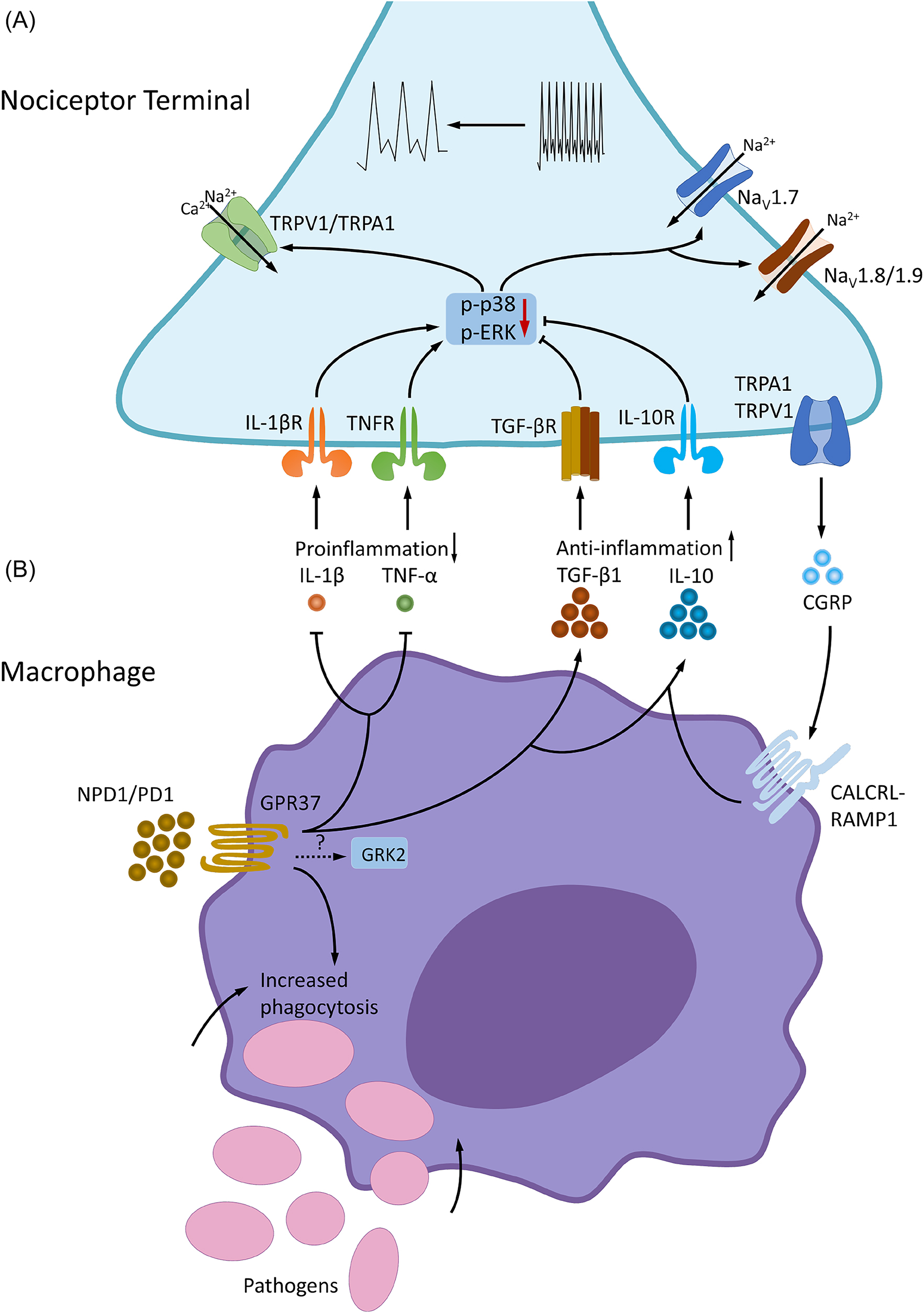 Figure 4: 
Macrophages and resolution of pain. (A) Regulation of pain resolution via macrophage-nociceptor interactions. Macrophages express GPR37, a newly identified SPM receptor. Activation of macrophage GPR37 by NPD1 promotes phenotypic switch from M1-like macrophages to M2-like macrophages, which contribute to the resolution of inflammation and pain via increased release of IL-10 and TGF-β and decreased release of IL-1β and TNF. IL-10 and TGF-β can act on their respective receptors on nociceptors to inhibit peripheral sensitization [86, 87]. Activation of GPR37 also induces phagocytosis of pathogens (e.g., zymosan) and apoptotic neutrophils, which is a critical step for the resolution of inflammation and pain. IL-10 production in macrophages is also regulated by GRK2 [88], but the connection between GPR37 and GRK2 is still unknown. In addition, CGRP released from nociceptor neurons can regulate the anti-inflammatory function via its receptor complex CALCRL-RAMP1 on macrophages to enhance the expression of IL-10. CALCRL, calcitonin receptor-like receptor; NPD1, neuroprotectin D1; RAMP1, receptor activity-modifying protein 1; SPM, specialized pro-resolving mediator. Reproduced from Ref. [36] with permission. (B) Neuroprotectin D1/protectin D1 (NPD1/PD1), a SPM derived from DHA, induces phagocytosis of zymosan particles of peritoneal macrophages via GPR37. Note that NPD1-induced phagocytosis is diminished in macrophages from Gpr37 knockout mice. Reproduced from Chen et al. [36] with CCC permission.
