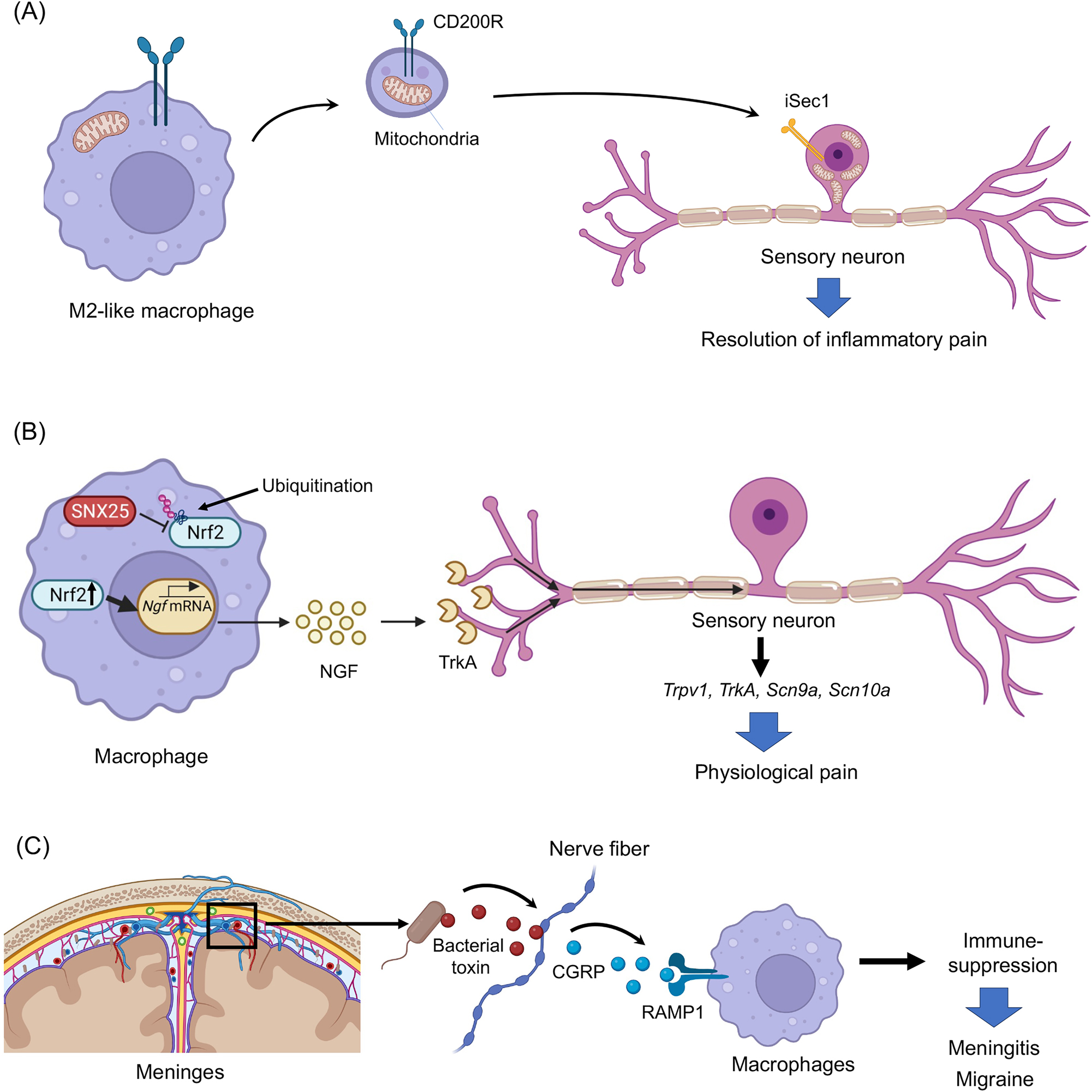 Figure 5: 
New mechanisms of macrophage signaling in pain regulation. (A) Macrophage mitochondria transfer to neurons in DRG contributes to the resolution of inflammatory pain [92]. (B) Dermal macrophages set pain sensitivity in the physiological conditions by controlling the amount NGF in the skin [93]. (C) Meningeal macrophages protect infection and pain via CGRP signaling. This protective mechanism is hijacked by bacteria, leading to meningitis and headache [94].
