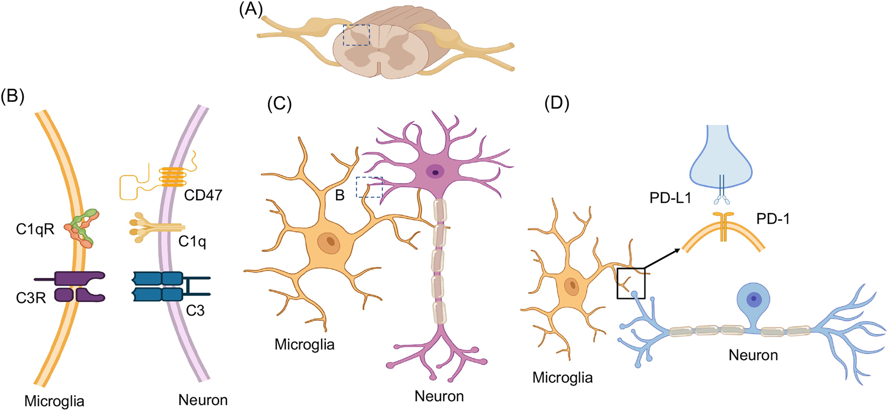 Figure 8: 
Microglia and neuron interactions in the spinal cord. (A) Schematic of spinal cord and dorsal root ganglia (DRG). (B and C) Microglia-neuron interactions through C1q-C1qR and C3 and C3R pairs. Note that CD47 is an inhibitory signal. (D) Interaction of microglia-death protein (PD)-1 receptor with axonal PD-L1 ligand from DRG neuron. Also see the role of the PD-L1/PD-1 axis in neurological diseases [153].
