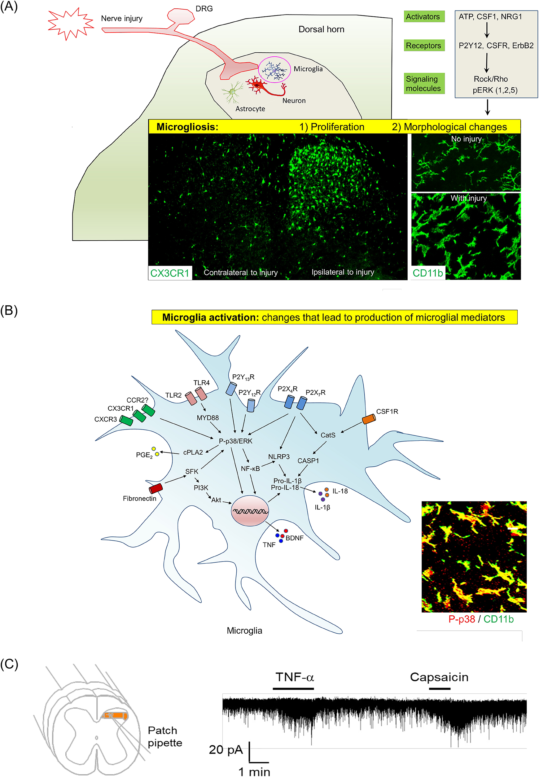 Figure 10: 
Microglia in the development of neuropathic pain. (A) Nerve injury-induced microgliosis (proliferation and morphological changes). (B) Nerve injury-induced microglia activation, as indicated by upregulation and activation of ATP receptors, chemokine receptors, and TLRs (TLR4 and TLR2) [171, 184–188] and phosphorylation of MAP kinases p38 and ERK (1/2, 5) [169, 189–192]. As a result of microglia activation, pro-inflammatory mediators, such as TNF, IL-1β, IL-18, and PGE2, as well as growth factor (BDNF), are produced and secreted from microglia, inducing central sensitization in the spinal cord and enhancing pain states [151, 193–195]. A and B are reproduced from Chen et al. [42] with CCC permission. (C) Patch clamp recording in spinal cord slice reveals rapid increase in excitatory post-synaptic currents in spinal cord pain circuit following TNF treatment. The same neuron also responded to TRPV1 agonist capsaicin. Reproduced from Park et al. [196] with permission (author’s own right).
