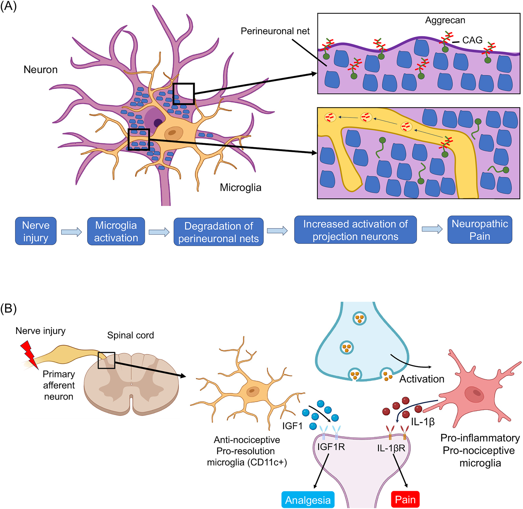 Figure 11: 
Novel microglial signaling in the development and resolution of neuropathic pain. (A) Following nerve injury microglia activation induces neuropathic pain via degradation of peri-neuronal nets, leading to the activation of projection neurons in the superficial spinal cord. See more details in Tansley et al. [178]. (B) Microglia regulate the resolution of neuropathic pain. Nerve injury induces CD11c population of microglia in the late phase (three weeks), which contributes to the resolution of neuropathic pain via IGF-1. Note microglia can induce both pain and analgesia through different mediators, which act on nociceptive neurons. See more details in Kohno et al. [235].
