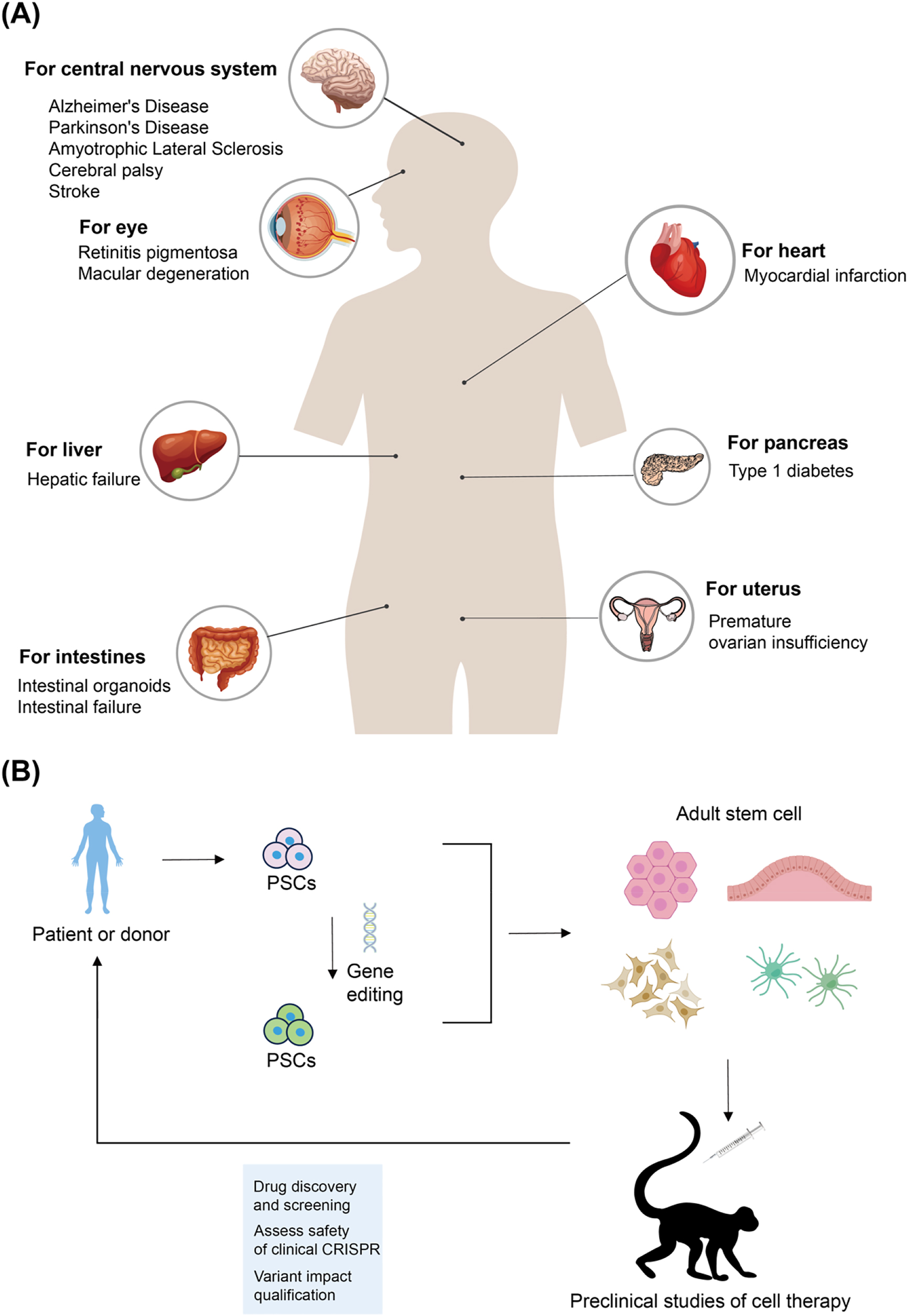Figure 2: 
PSCs-based therapies for disease treatment. (A) Shown are cell therapy trials that use PSCs. (B) Pluripotent cells can be differentiated to a desired therapeutic cell type (directed differentiation), which can be studied in vitro or used for transplantation into NHP models (preclinical studies) before clinical therapy. The differentiation of disease-specific iPSCs into cell types associated with the disease can recapitulate disease pathology in vitro, accelerate the process of drug discovery or identify disease genes. The genetically corrected iPSCs could provide a source of autologous, genetically normal cell types for replacement of tissues directly affected by the ongoing disease process. PSCs, pluripotent stem cells; NHPs, non-human primates; iPSCs, induced pluripotent stem cells.
