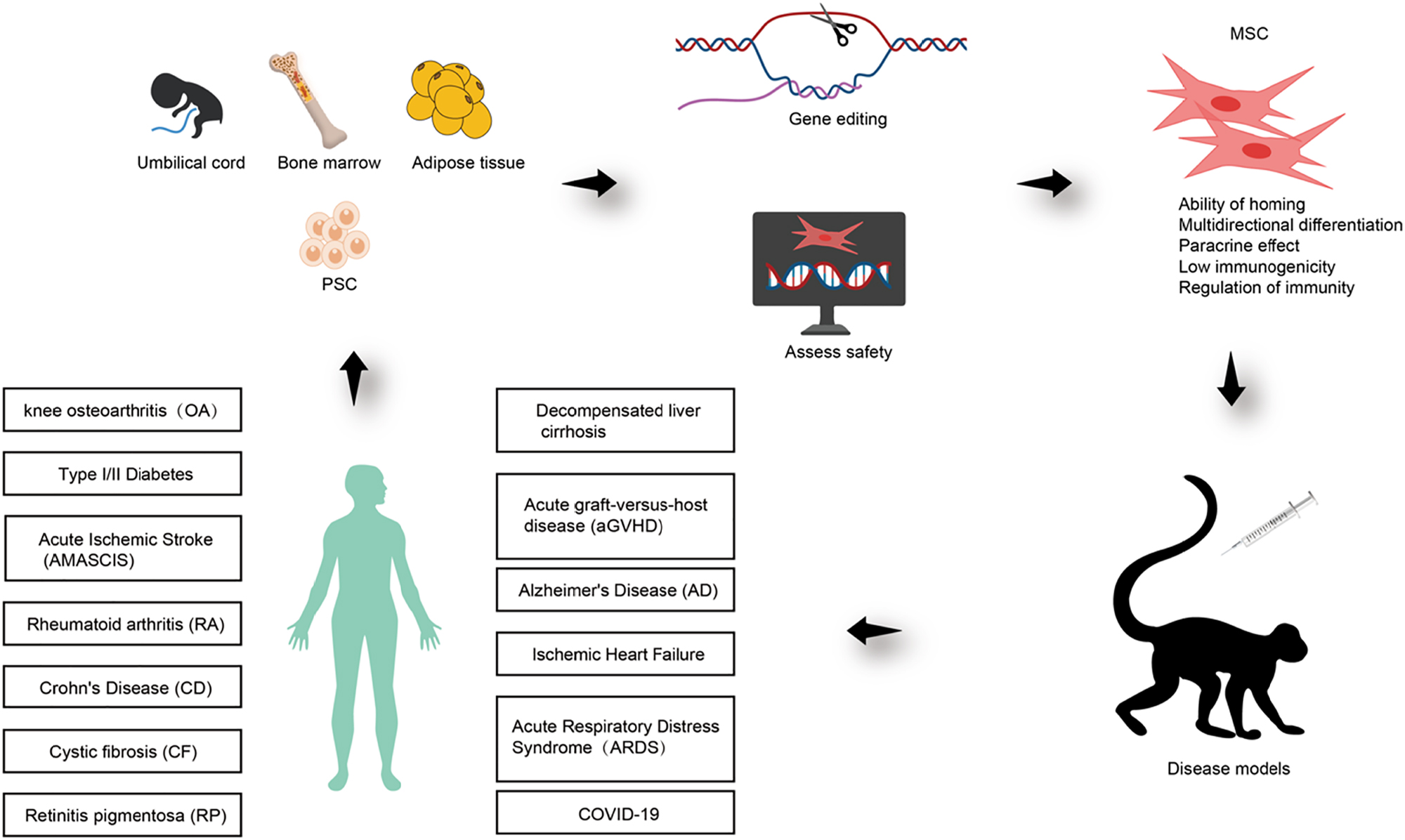 Figure 4: 
Application of MSCs in NHPs disease models and clinical practice. MSCs have the characteristics of multi-directional differentiation, homing capacity, paracrine properties and low immunogenicity, which can be isolated from tissues or differentiated from PSCs. Validated or gene-edited MSCs can be used in NHPs disease models or clinical disease treatment research. MSCs, mesenchymal stem cells or mesenchymal stromal cells; NHPs, non-human primates; PSCs, pluripotent stem cells.
