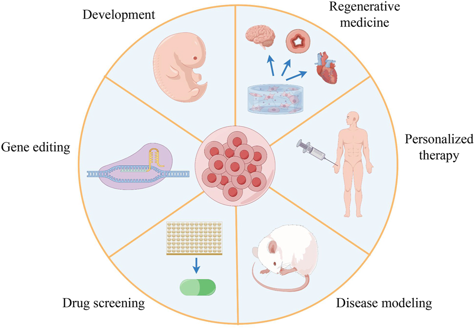 Figure 2: 
Multiple applications of organoid technology (by Figdraw). The schematic summarizes the different applications of organoids in many fields, including developmental biology, gene editing, drug screening, disease modeling, personalized therapy, and regenerative medicine.
