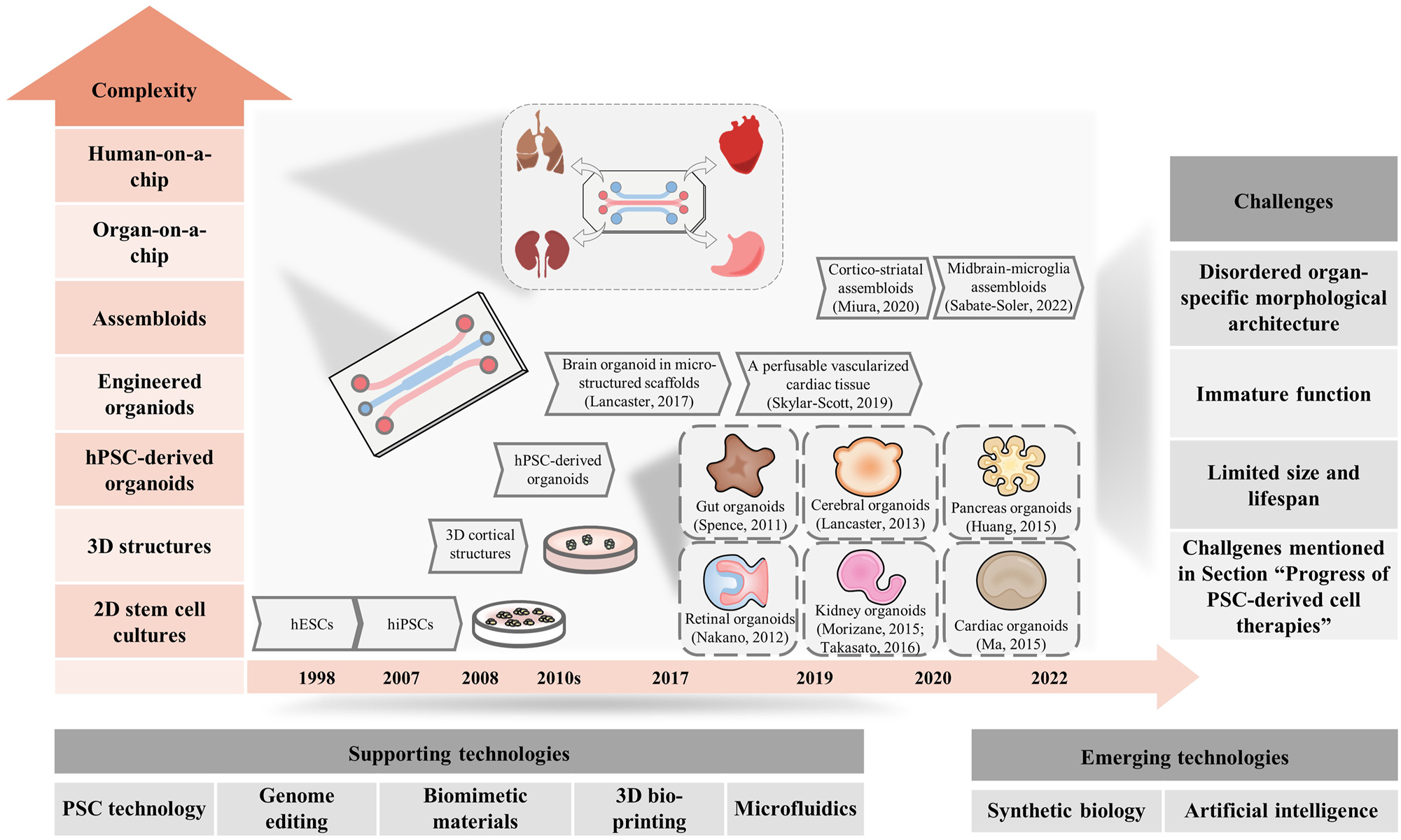 Figure 2: 
Progress and challenges of hPSC-derived organoids. The major progress of hPSC-derived organoids is shown, and the levels of complexity increases from bottom to up. The application of these innovative supporting technologies, combined with emergent technologies, are expected to address the challenges in this field.
