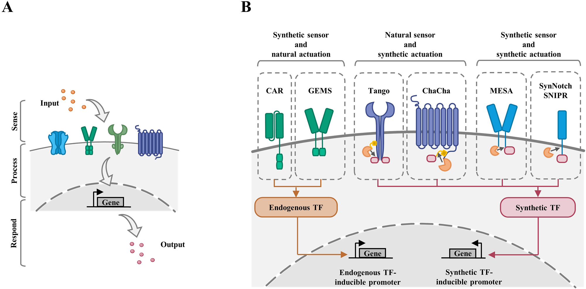 Figure 3: 
Principles and toolkit of synthetic receptors for programming cellular behaviors. (A) Cells can sense diverse endogenous or artificial signals (input) by sensors, then they will undergo information processing through either endogenous regulatory networks or reinformed artificial genetic circuits (process), and finally produce presumptive designated cell behaviors (output). (B) Mammalian synthetic receptors are categorized into three subtypes: synthetic sensor and natural actuation, natural sensor and synthetic actuation, and synthetic sensor and synthetic actuation. Examples of these subtypes are shown. CAR, chimeric antigen receptors; GEMS, generalized extracellular molecule sensor; MESA, modular extracellular signaling architecture; SynNotch, synthetic Notch; SNIPR, synthetic intramembrane proteolysis receptors.
