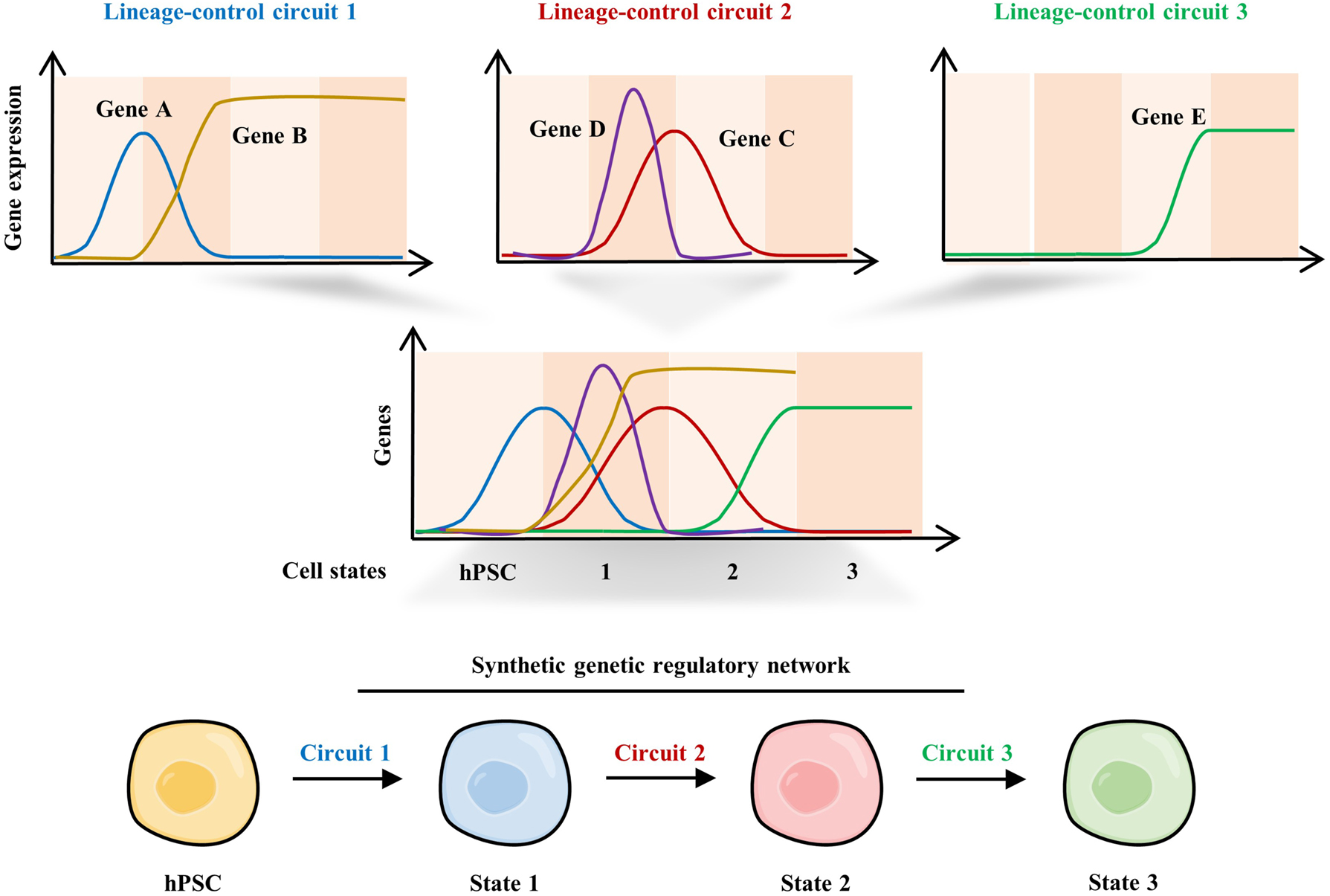 Figure 4: 
Control of PSC differentiation using complex synthetic lineage-control circuits. Schematic of synthetic genetic regulatory network programming differential expression dynamics of master transcription factors during hPSC differentiation. The three circuits provide programmable, mutually exclusive expression switches for gene A (ON-OFF-OFF), gene B (OFF-ON); gene C (OFF-ON-OFF), gene D (OFF-ON-OFF); and gene E (OFF-ON) expression in a temporal manner. These synthetic genetic circuits synergistically direct the differentiation of hPSCs towards specific cell types step by step.

