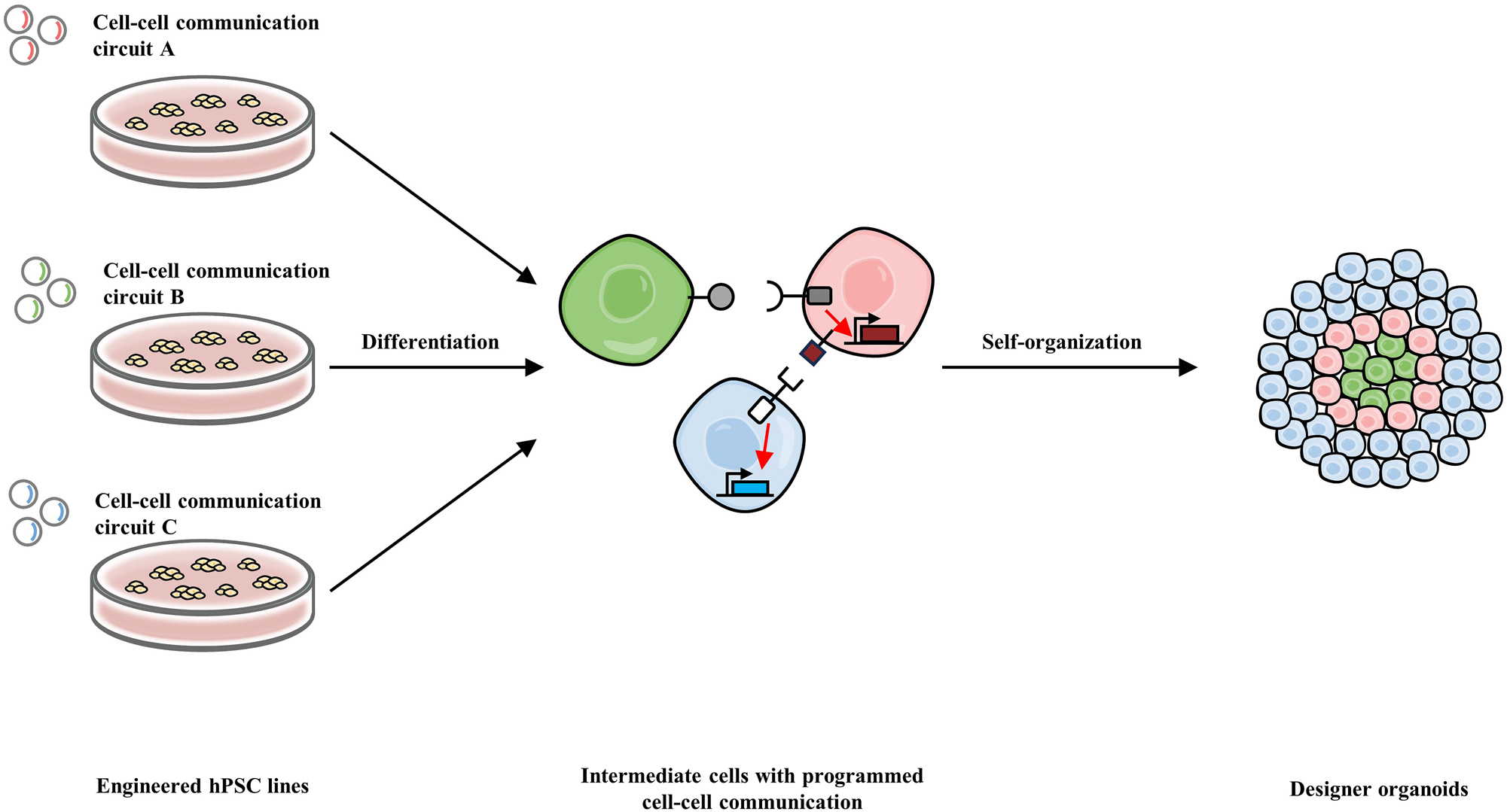 Figure 5: 
Manipulation of self-organization in hPSC-derived organoids via short-range cell-cell communication. Different synthetic cell-cell communication circuits (ligand-receptor pairs) are transferred into several hPSC lines, respectively. These engineered hPSC lines then undergo stepwise differentiation into certain progenitor cell types, respectively, which subsequently self-organize into designer organoids with specific spatial arrangement. The self-organization is directed by the ligand-receptor interaction, activation of receptors, and the activation of target genes including adhesion genes.
