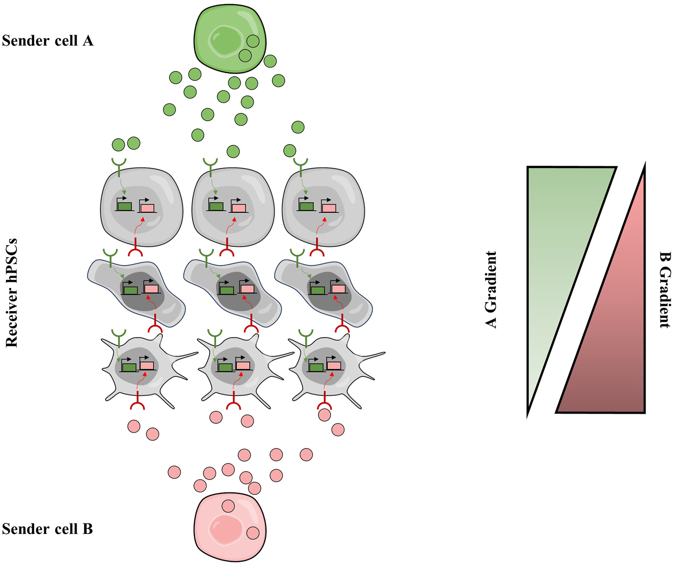 Figure 6: 
Recapitulation of artificial morphogen signaling via synthetic diffusible communication circuits. Type-A sender cell secret artificial morphogen A (green balls), type-B sender cells secret artificial morphogen B (red balls). Receiver hPSCs express both anti-A receptor and anti-B receptor, and the activation of receptors will trigger the expression of their target genes, respectively. Cells in the top sense strong A and weak B, cells in the middle sense moderate A and B, and those in the bottom sense strong B and weak A; and they differentiate into distinct cell types. Finally, multicellular patterning is programmed.
