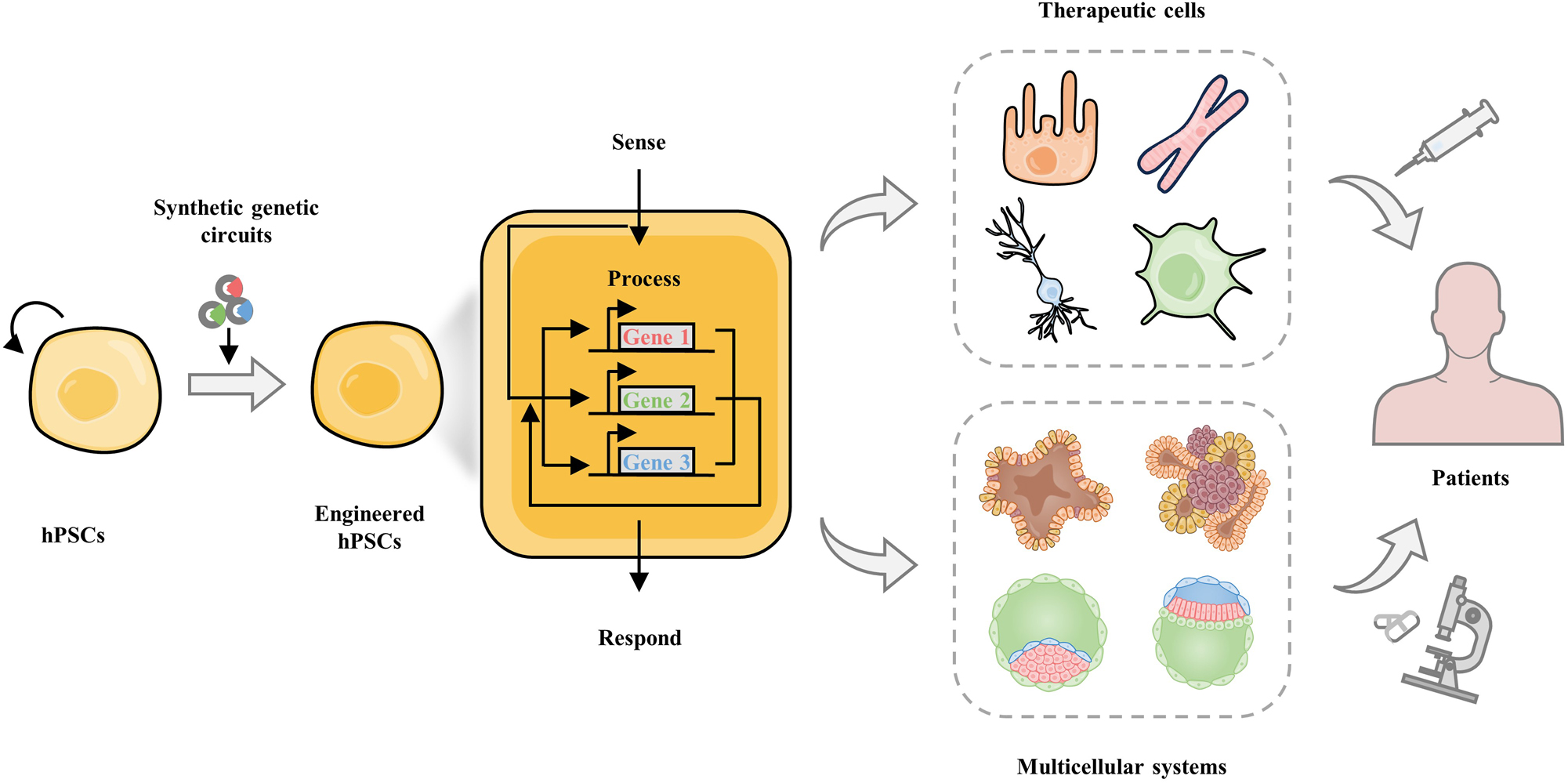 Figure 8: 
Engineering hPSCs by synthetic biology for regenerative medicine. hPSCs have exhibited prominent applications in regenerative medicine, including hPSC-based cell therapy and hPSC-derived multicellular systems for organ transplantation in future. Engineered hPSCs with synthetic genetic circuits can drive novel sense-process-respond in hPSCs and their derivatives, and facilitate the establishment of hPSC-derived therapeutic cells and multicellular systems.
