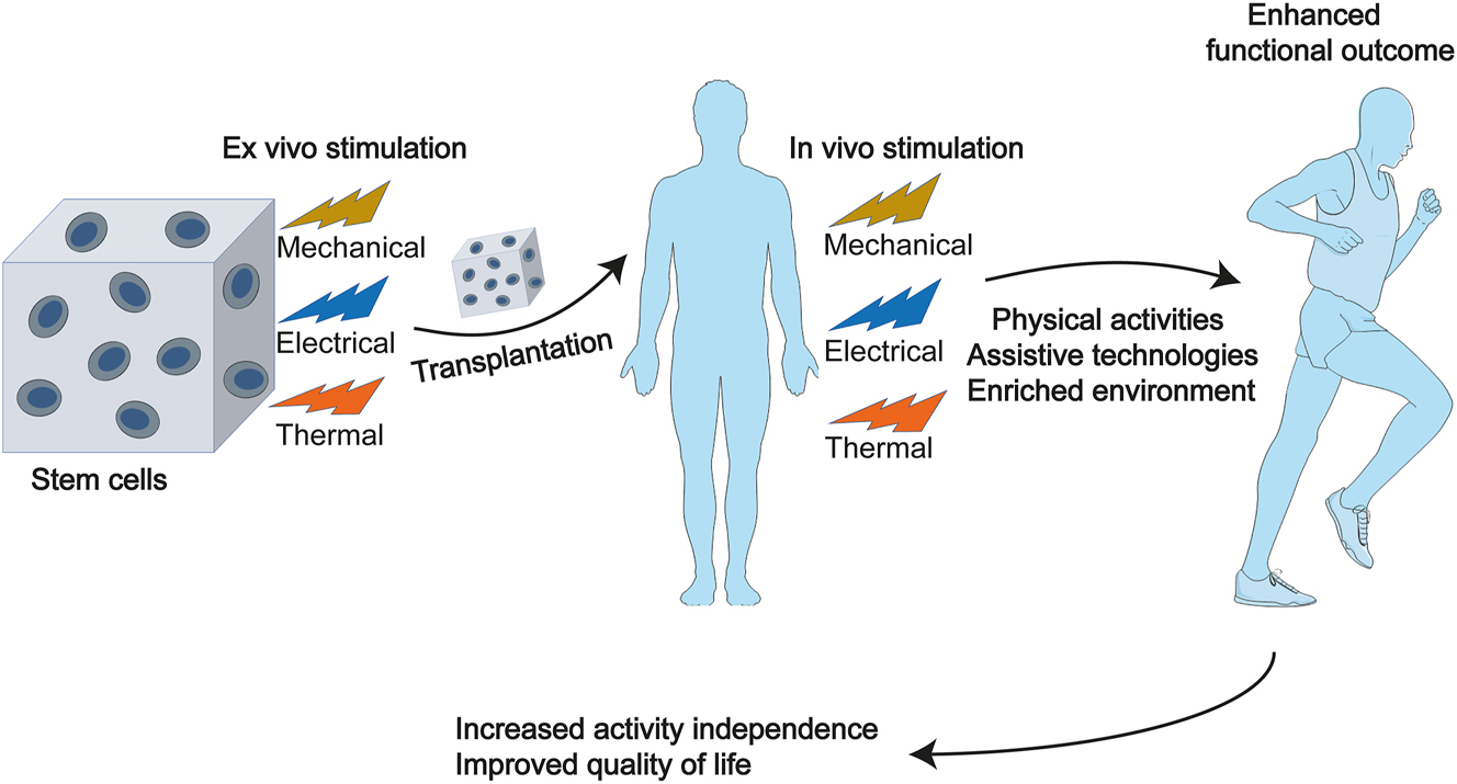 Figure 3: 
Stem cell therapy and rehabilitation. Combining rehabilitation approaches with stem cell therapy offers promising therapeutic strategies to increase activity independence and improve patients’ quality of life. Ex vivo stimulation to stem cells involves mechanical, electrical, thermal stimulations, and so on. After cell transplantation, in addition to these stimuli, physical activities, assistive technologies, and an enriched environment need to be designed to help enhance functional outcomes. Parts of the figure were drawn by using pictures from Servier Medical Art. Servier Medical Art by Servier is licensed under a Creative Commons Attribution 3.0 Unported License (https://creativecommons.org/licenses/by/3.0/).
