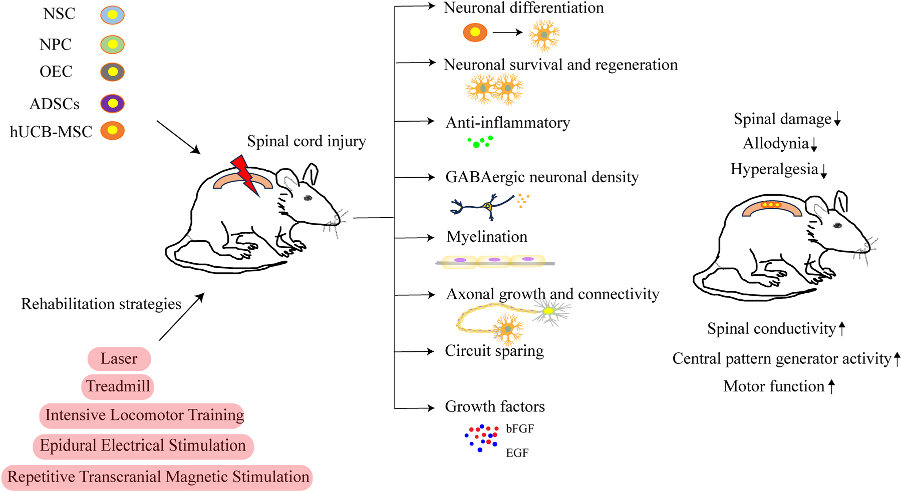 Figure 5: 
Regenerative rehabilitation for spinal cord injury. Cell therapy using NSC, NPC, OEC, ADSCs or hUCB-MSC, when combined with rehabilitative strategies, has been studied in rodent models of spinal cord injury. The rehabilitative interventions include techniques such as laser therapy, treadmilling, intensive locomotor training, epidural electrical stimulation, and repetitive transcranial magnetic stimulation. This combination has the potential to influence neural differentiation, neuronal survival and regeneration, anti-inflammatory abilities, GABAergic neuronal density, myelination, axonal growth and connectivity, circuit sparing, as well as growth factors, thus contributing towards the decreased spinal damage, reduced allodynia and hyperalgesia, increased spinal conductivity, enhanced central pattern generator activity, and improved motor functions. OEC, olfactory ensheathing cells; ADSC, adipose-derived stem cells; hUCB-MSC, human umbilical cord blood mesenchymal stem cell.
