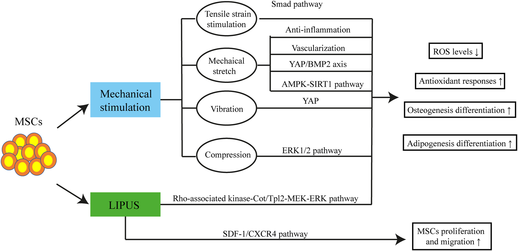 Figure 6: 
Regenerative rehabilitation for knee osteoarthritis. In animal models of knee osteoarthritis, therapies of MSCs combined with mechanical stimulation involving tensile strain stimulation, mechanical stretch, vibration, compression, and LIPUS reduce ROS levels while increasing antioxidant responses, osteogenesis differentiation, and adipogenesis differentiation. These effects are mediated via Smad pathway, anti-inflammatory effects, vascularization, YAP/BMP2 axis, AMPK-SIRT1 pathway, YAP, ERK 1/2 pathway, and Rho-associated kinase-Cot/Tpl2-MERK-ERK pathway. In addition, LIPUS coupled with MSC therapy promotes the proliferation and migration of MSCs via the SDF-1/CXCR4 pathway. MSCs, mesenchymal stem cells; LIPUS, low-intensity pulsed ultrasound; YAP, yes-associated protein.
