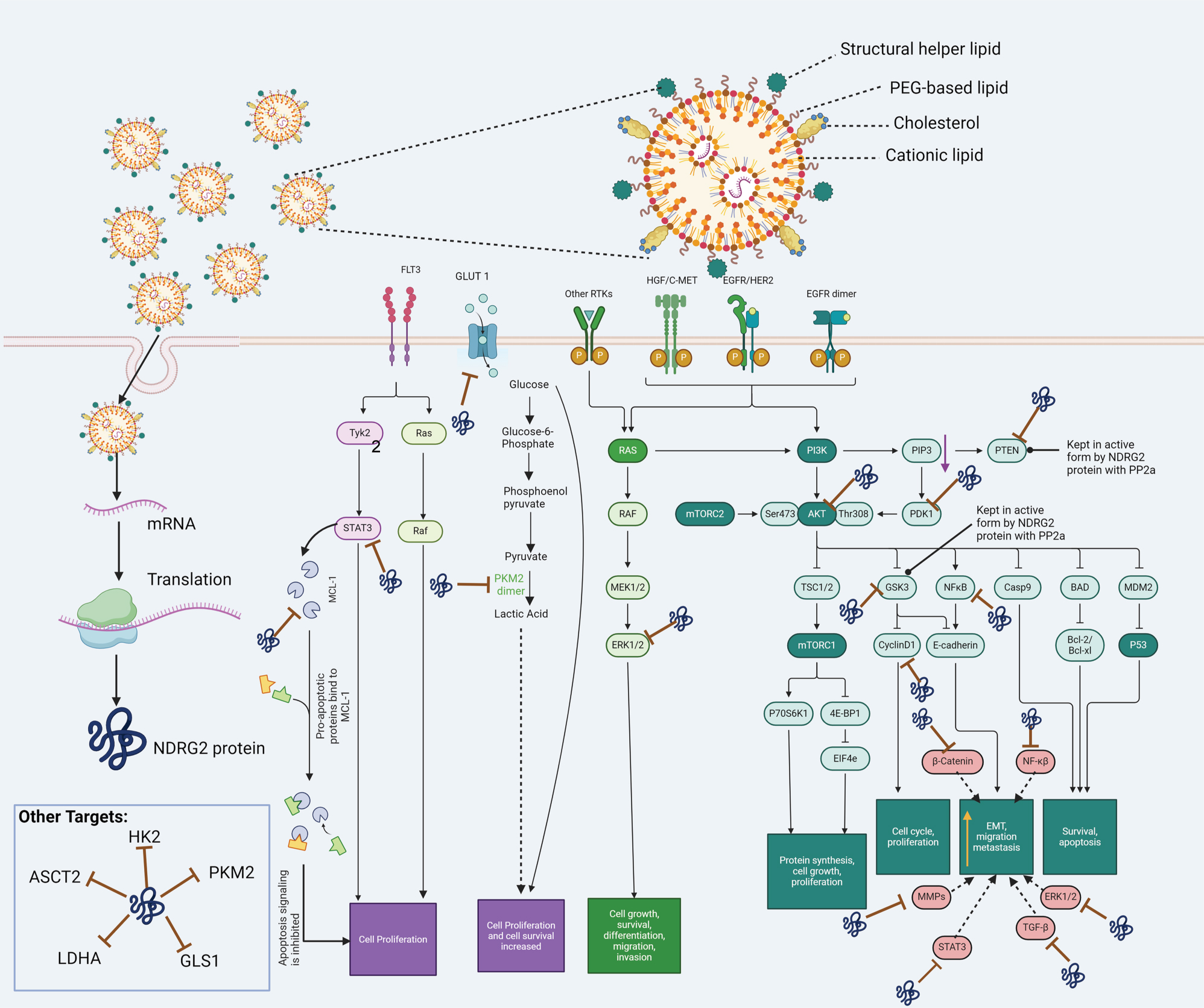 Figure 1:
The delivery of N-myc downstream-regulated gene 2 (NDRG2) self-amplifying mRNA via modified lipid nanoparticles: On its surface, the lipid nanoparticle consists of cationic lipid, structural helper lipid, PRG-based lipid, and cholesterol. Once the formulation has entered into the cell, the mRNA is released and translated into the NDRG2 protein. Data suggest that the NDRG2 protein could produce anticancer efficacy by (1) decreasing the expression of proteins involved in bioenergetic and biometabolism of cancer cells, including GLUT1, hexokinase 2 (HK2), pyruvate kinase isomer M2 (PKM2), glutaminase 1 (GLS1), lactate dehydrogenase A (LDHA) and ASC amino acid transporter 2 (ASCT2); (2) interacting with protein phosphatase 2a (PP2a), which maintains PTEN and glycogen synthase kinase – 3β (GSK-3β) in an active state, decreasing cancer cell proliferation and growth; (3) decreasing the expression of STAT3, cyclin D1, NF-kB and ERK1/2, decreasing cancer cell growth (4) decreasing metastasis by decreasing the EMT and migration of cancer cells by decreasing the expresison of certain MMPs, TGF-β, β-catenin, NF-kB, Mcl-1 and ERK1/2 and (5) decreasing the expression of Mcl. ERK1/2, extracellular signal-regulated protein kinases 1 and 2; GLUT-1, glucose transporter 1; Mcl-1, myeloid leukemia cell sequence-1; MMPs, matrix metalloproteinases; mRNA, messenger RNA; NF-κB, nuclear factor kappa B; PTEN, phosphatase and tensin homolog; STAT3, signal transducer and activator of transcription 3; TGF-β, transforming growth factor-beta