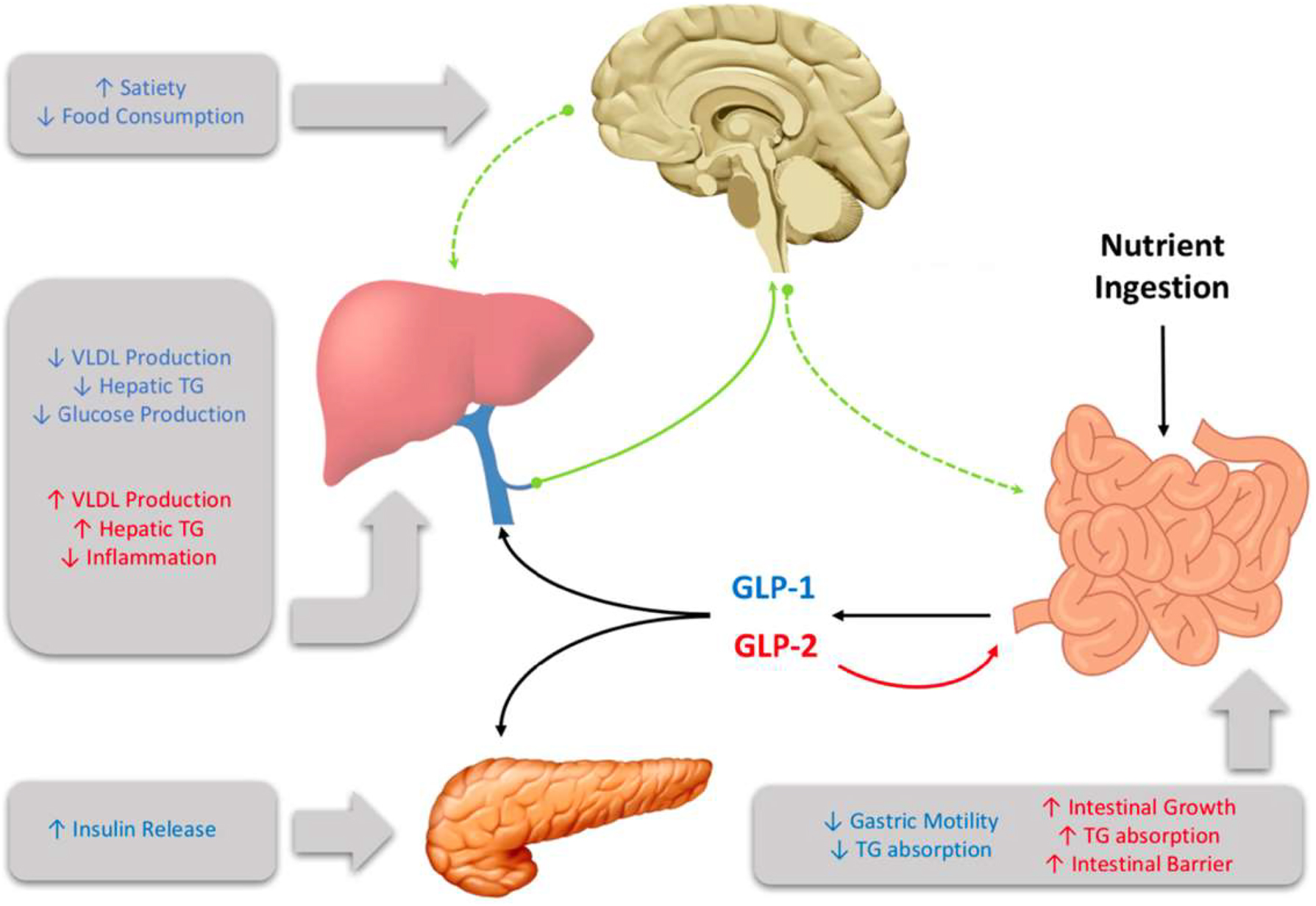 Figure 1:
Glucagon-like peptide (GLP)-1 and GLP-2 are multi-organ hormones that exert their effects through both central and peripheral signalling.