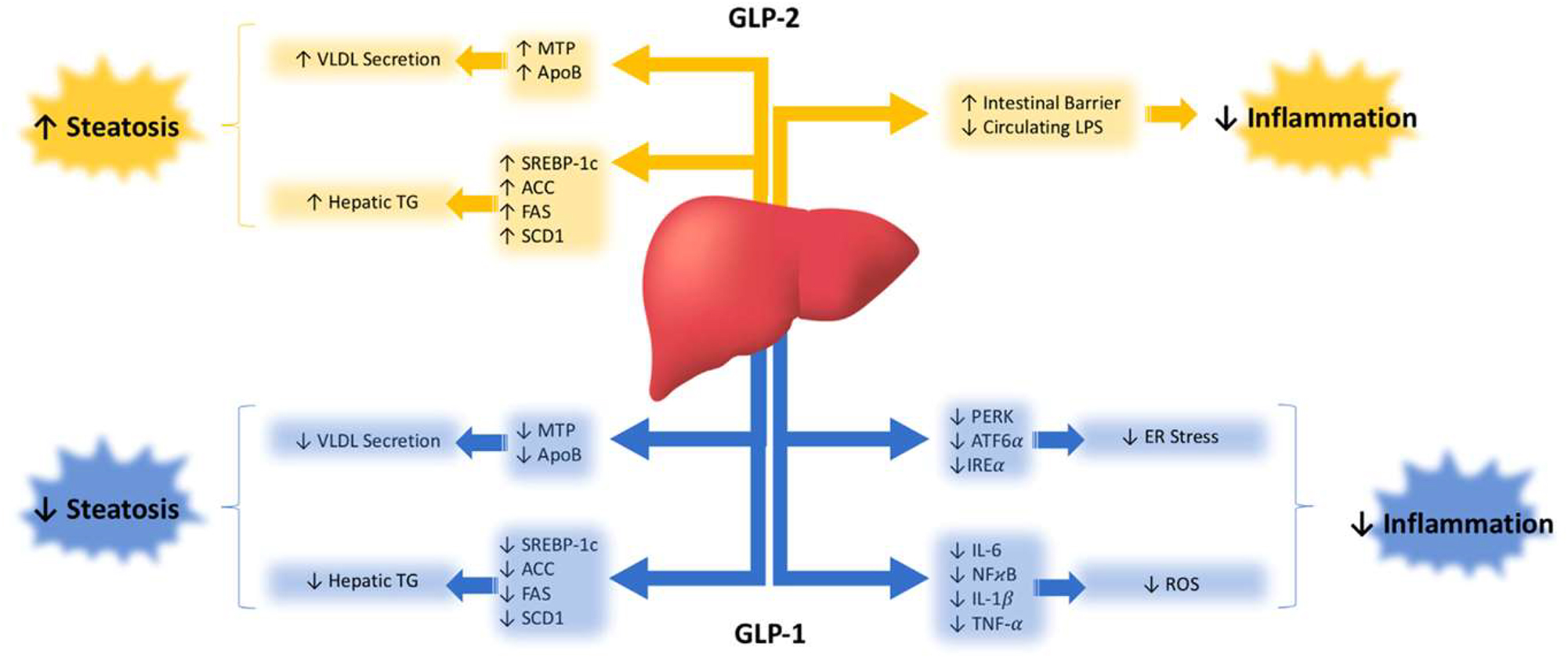 Figure 2:
Glucagon-like peptide (GLP)-1 and GLP-2 modulate liver health through various metabolic signalling cascades.