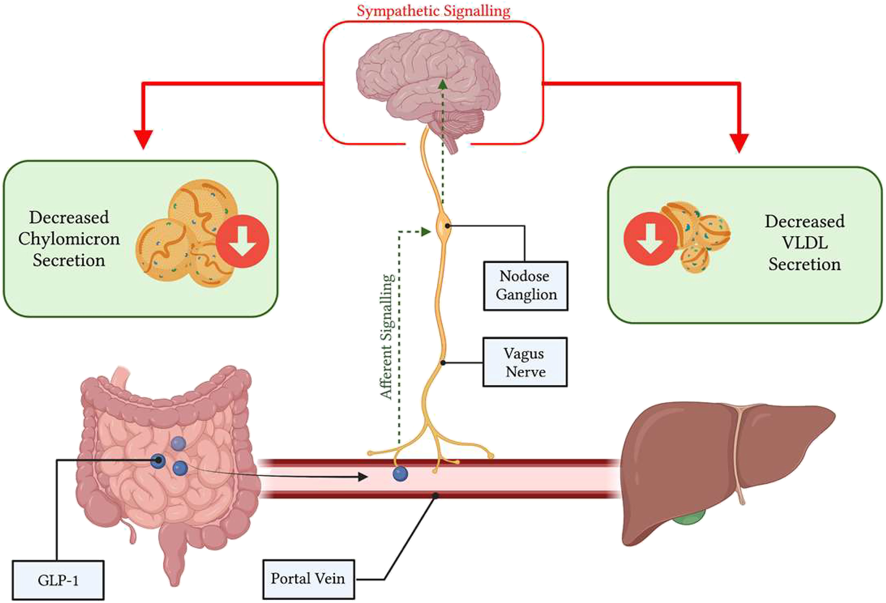 Figure 3:
Glucagon-like peptide (GLP)-1 works through a portal-vagal signalling axis to modulate postprandial and fasting lipids. Native GLP-1 works in a site-specific manner within the portal vein, binding to GLP-1R on vagal afferent nerves. Vagal afferents project to the nodose ganglion to integrate viscerosensory data, then impulses are propagated to the brainstem, and central metabolic regulator nuclei. Changes in efferent sympathetic tone alter postprandial and fasting lipoprotein secretion and lipemia. Image created with BioRender.com.