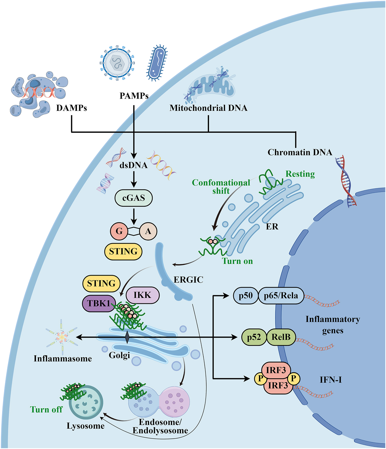 Figure 1: 
Overview of the cGAS/STING signal transduction pathway. Cytosolic DNA accumulates in response to pathogen infections (e.g., viruses and bacteria) and homeostasis perturbations (e.g., surrounding dead cells). DNA sensors, such cGAS, senses misplaced dsDNA of chromatin, mitochondria, PAMP or DAMP. cGAMP is synthesized by cGAS and then activates its adapter STING, which undergoes a conformational shift and relocates with TBK1 from the ER to perinuclear vesicles containing transcription factors, provoking the transcription activity of IRF3/IFN-I and NF-κB pathways, as well as to initiate a number of cellular processes such as autophagy and NLRP3 inflammasome activation. The degradation of STING occurs in the lysosome, which is accessible by Golgi trafficking or autophagosomes by STING. Figure was illustrated by Figdraw (www.figdraw.com). cGAS, cyclic GMP-AMP synthase; cGAMP, 2′3′-cyclic GMP-AMP; PAMPs, pathogen-associated molecular patterns; DAMPs, damage-associated molecular patterns; STING, stimulator of interferon genes; TBK1, TANK-binding kinase 1; IKK, IκB kinase; IFN-I, type I interferon; ERGIC, endoplasmic reticulum–Golgi intermediate compartment.