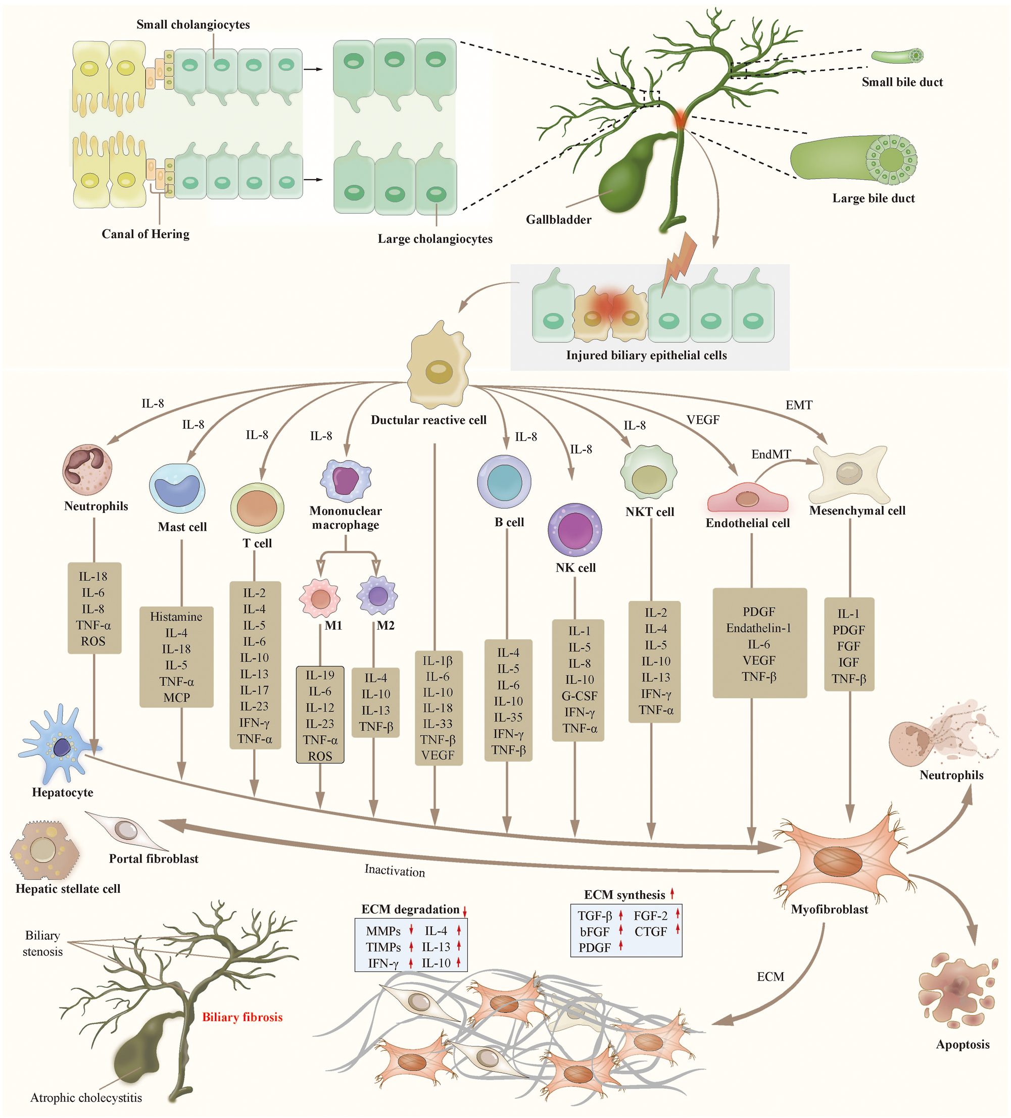 Figure 2: 
Cellular mechanisms of biliary fibrosis. Biliary fibrosis is a complex process involving multiple cells. Biliary epithelial injury and inflammation lead to the emergence of ductular reactive cell (DRC), which is a subtype of abnormally activated cholangiocyte. DRCs promote the activation of fibroblast precursor cells into myofibroblasts through various immune cells and cytokines. DRCs also promote the proliferation and activation of fibroblasts through the EMT or EndMT pathways. The activated myofibroblasts lead to the disordered synthesis and degradation of ECM, resulting in the occurrence and progression of biliary fibrosis. Abbreviation: DRC, ductular reactive cell. VEGF, vascular epithelial growth factor. EMT, epithelial-mesenchymal transition. EndMT, endothelial-mesenchymal transition. NK cell, natural killer cell. NKT cell, natural killer T cell. IL, interleukin. ROS, reactive oxygen species. TNF, tumor necrosis factor. MCP, monocyte chemoattractant protein. IFN, interferon. G-CSF, granulocyte colony-stimulating factor. PDGF, platelet-derived growth factor. IGF, insulin-like growth factor. FGF, fibroblast growth factor. ECM, extracellular matrix. TGF, transforming growth factor. MMP, matrix metalloproteinase. TIMP, tissue inhibitor of metalloproteinase. CTGF, connective tissue growth factor.teaser-image
