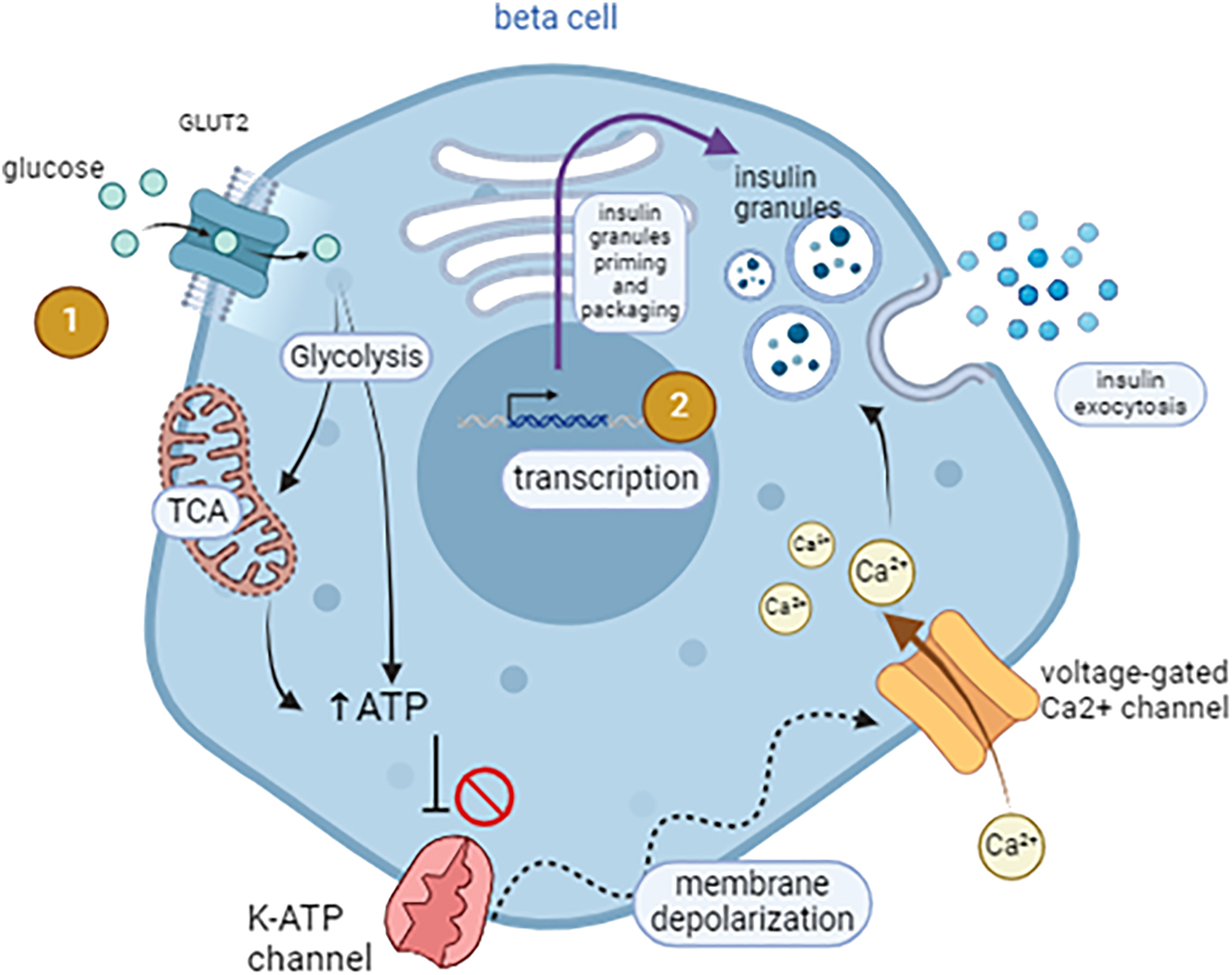 Figure 1: 
Islet cell architecture and signaling pathways mediating glucose-stimulated insulin secretion (GSIS). (1) Glucose uptake into β cells occurs via diffusion through the GLUT2 transporter. It undergoes glycolysis and the tricarboxylic acid (TCA) cycle, resulting in ATP production. Increased ATP to ADP ratio leads to the closure of the K-ATP channels, membrane depolarization, and influx of Ca2+ through the voltage-gated calcium channels. Ca2+ triggers exocytosis of the insulin granules. (2) Prolonged stimulation by glucose induces transcription of insulin gene in the β cell nucleus. Insulin is processed and packaged into vesicles that become primed for immediate release – figure generated on BioRender by C.F.
