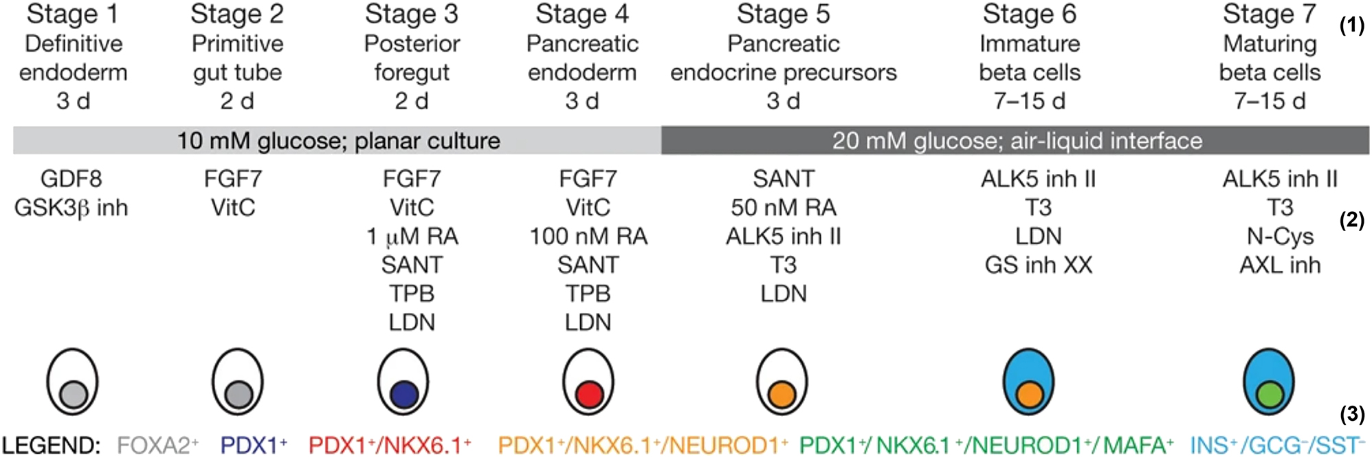 Figure 2: 
A 7-stage differentiation protocol from ES to β cell. Row 1: Differentiation stages, number and title. Row 2: Growth media used in the protocol. Row 3: Color-coded genes referencing their stages of expression. The most important β cell markers are PDX1 (pancreatic), NKX6.1 (pancreatic), NEUROD1 (endocrine), and MAFA (mature β cell). Adopted with permission from [17].
