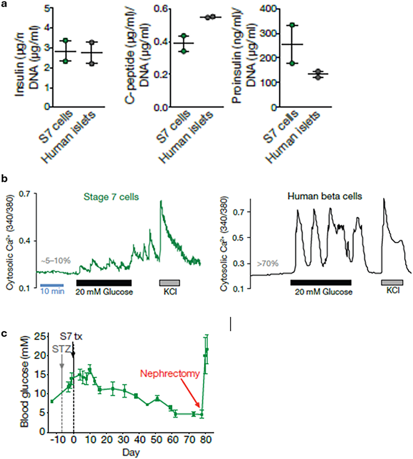Figure 3: 
Stage 7 (S7) cells possess functional similarities to human β cells but are considered immature. (a) Insulin secretory mechanism in S7 and human islet cells. Hormone content relative to DNA content was measured; decreased C-peptide and increased proinsulin levels in S7 cells were noted. (b) Calcium signaling traces performed after 20 mmol/L glucose stimulation followed by 30 mmol/L KCl. Baseline glucose level was always 3 mmol/L. Percentages of responsive cells are indicated in grey. (c) S7 cells reverse diabetes in vivo. S7 cells were transplanted under the kidney capsule of SCID-beige mice with streptozotocin (STZ)-induced diabetes. Fasting blood glucose levels showed a reversal of diabetes 40 days post-transplantation and a fast return to hyperglycemia after the removal of the engrafted kidney (red arrow). Adopted with permission from [17].
