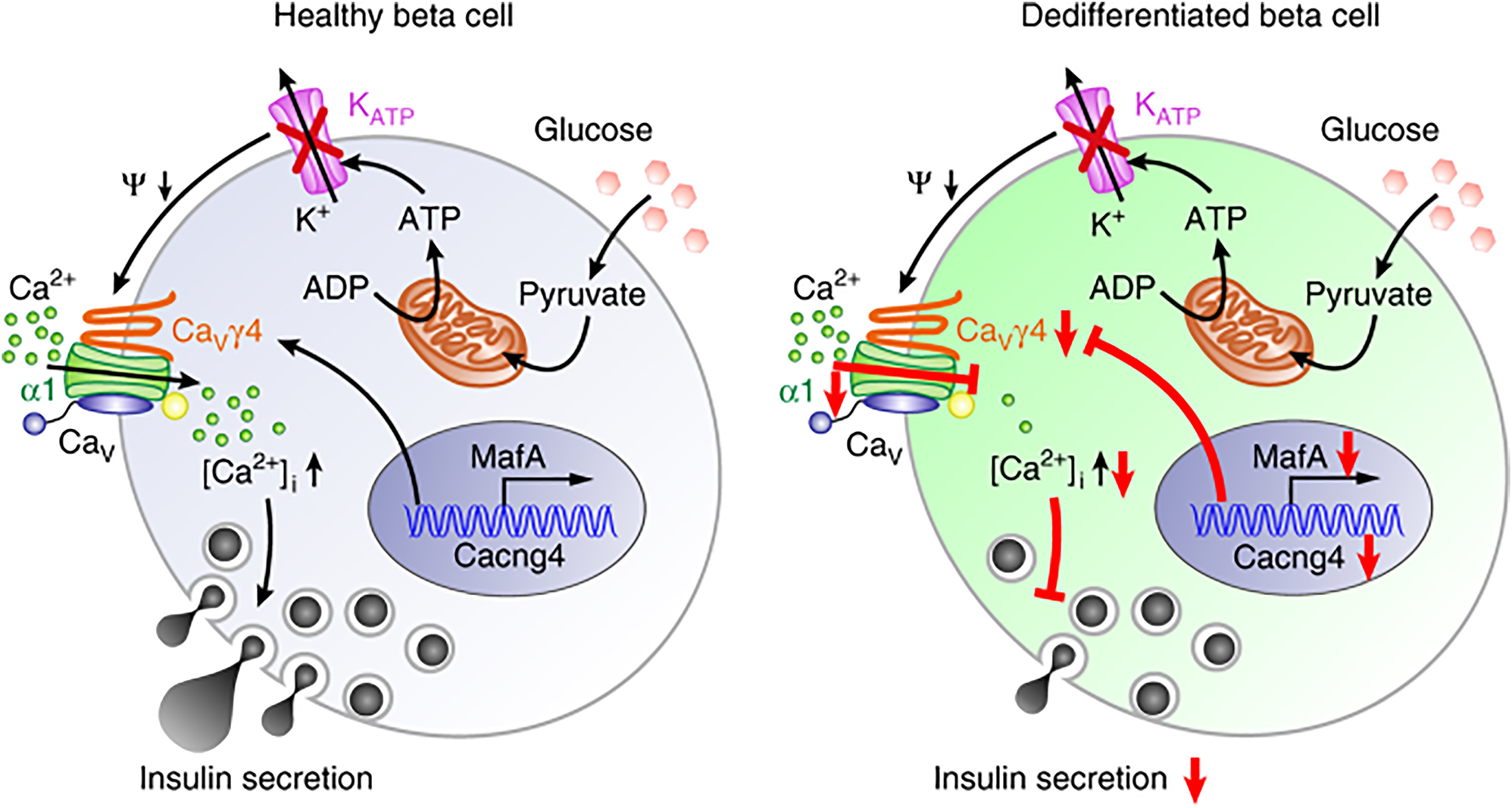 Figure 4: 
Schematic of MAFA’s regulation of Cavγ4 and the downstream cascade on insulin secretion in healthy and dedifferentiated β cells. Glucotoxicity in dedifferentiated β cell leads to reduced MAFA signaling, downregulation of its direct target Cavγ4, diminished L-type Ca2+ channels and intracellular Ca2+ signaling and finally impairment of glucose-stimulated insulin secretion (GSIS). Adopted with permission from [23].
