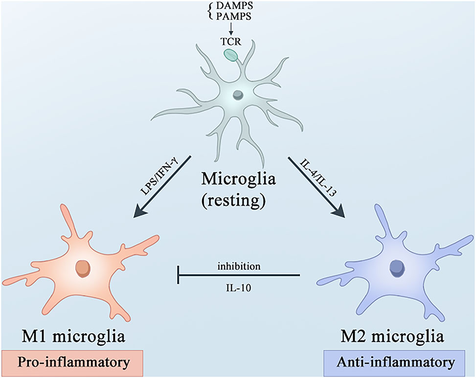 Figure 2: 
Microglial activation and polarization under basal states and amidst neuroinflammatory processes. Microglial cells undergo polarization to the M1 or M2 phenotype, accompanied by distinct immunoregulatory roles. Under resting conditions, microglia are activated by PAMPs or DAMPs via TLRs. Upon stimulation with LPS and IFN-γ, microglia polarize towards the M1 phenotype, leading to the secretion of pro-inflammatory cytokines and mediators, and NO. Conversely, IL-4 and IL-1β drive the alternative activation of microglia into the M2 phenotype, which dampens M1-associated functions by promoting the release of the anti-inflammatory cytokine IL-10. AD, Alzheimer’s disease; PAMPs, pathogen-associated molecular patterns; DAMPs, damage-associated molecular patterns; TLRs, Toll-like receptors; LPS, lipopolysaccharide; IFN-γ, interferon-gamma; NO, nitric oxide; IL-4, interleukin-4; IL-1β, interleukin-1β.
