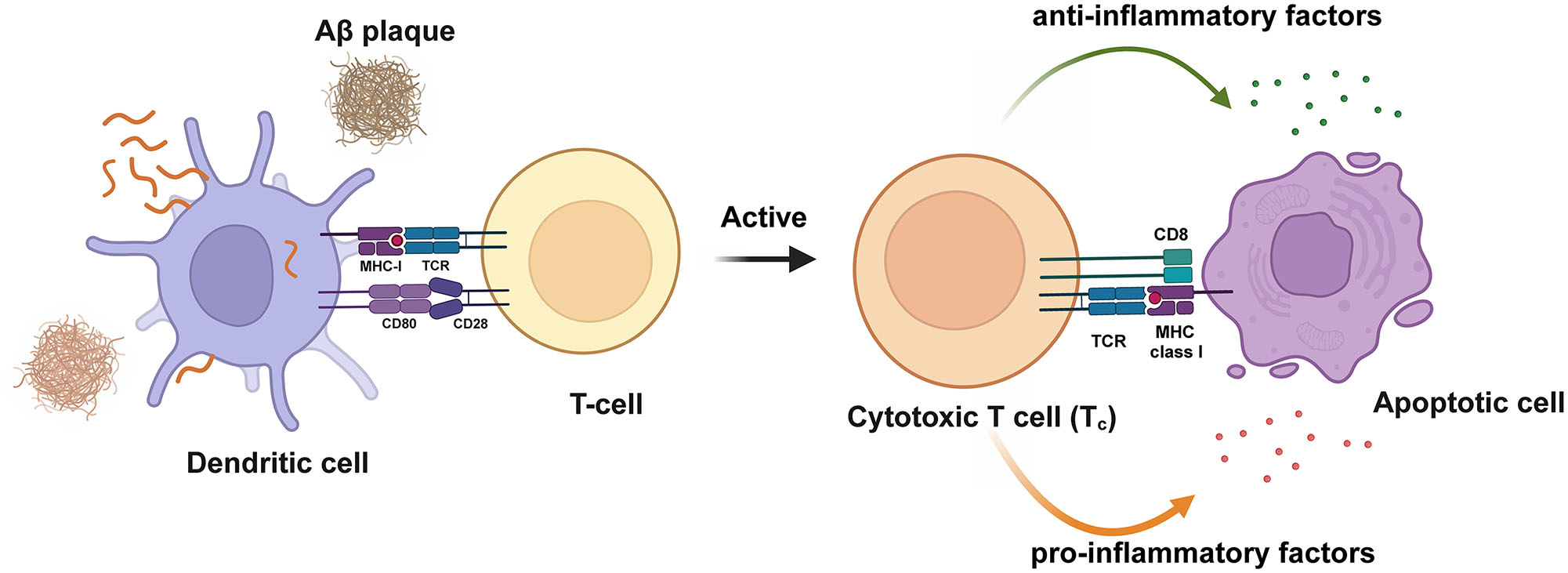 Figure 5: 
Activation of T-cells in AD. Dendritic cells present antigens to T-cells, activating T-cells and releasing pro-inflammatory and anti-inflammatory cytokines.Aβ, amyloid β-protein. Created with BioRender.com.
