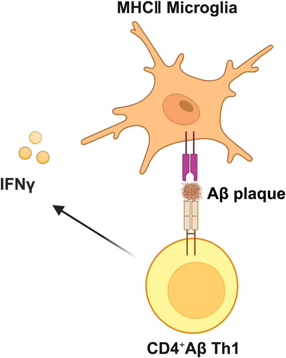 Figure 6: 
Crosstalk between T-cells and microglia in AD. Aβ-specific CD4+ Th1 cells induce the expression of major histocompatibility MHCII on microglia, potentially mediated by the IFN-γ cytokine signaling pathway. Aβ, amyloid β-protein; Th1, type 1 T helper; MHCII, major histocompatibility complex class II; IFN-γ, interferon-gamma. Created with BioRender.com.
