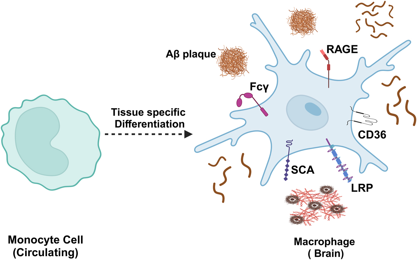 Figure 8: 
Monocytes in the brain. Blood-derived monocytes entering the brain parenchyma express various receptors to clear Aβ, including Fcγ, SCA, CD36, RAGE, and LRP receptors.Aβ, amyloid β-protein; SCA, scavenger receptor A; CD36, cluster of differentiation 36; RAGE, receptor for advanced glycation end-products; LRP, low-density lipoprotein receptor-associated protein. Created with BioRender.com.

