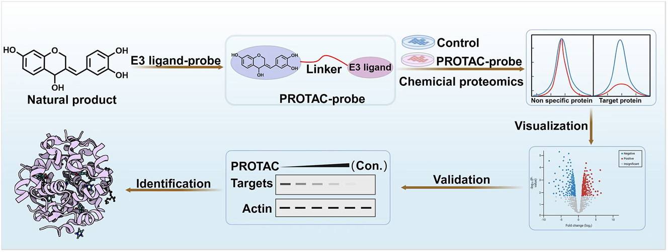 Figure 7: 
Target identification via targeted protein degradation Strategy.

