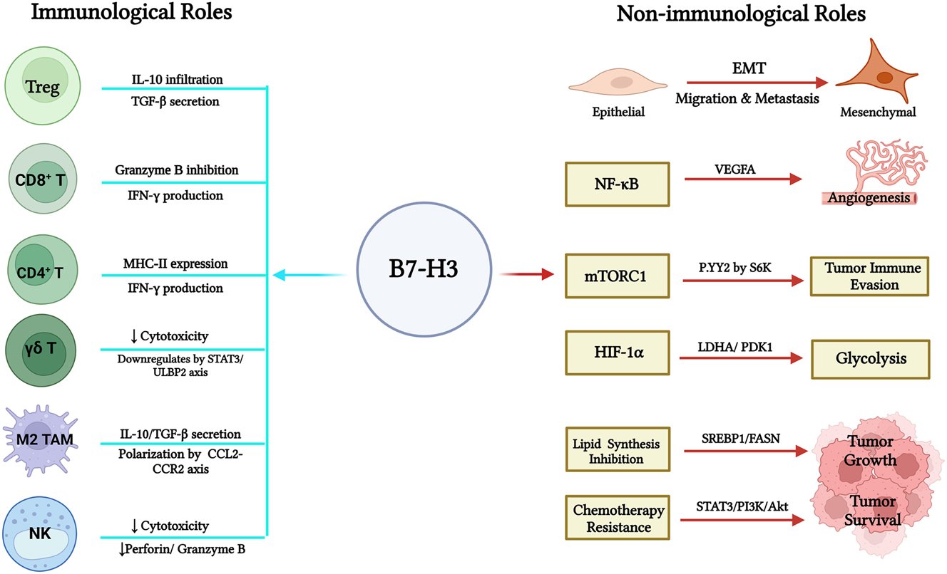 Figure 1: 
Roles of B7-H3 in tumor immunosuppression and progression. This figure shows the immunological and non-immunological roles of B7-H3 in tumor microenvironment. The left-hand side represents how B7-H3 exerts its immunosuppressive functions by interacting with T cells, marcophages and NK cells, hence promoting immune evasion. The right-hand side shows B7-H3 promotes tumor development through EMT, metabolic reprogramming, and activation of the NF-κB and mTOR pathways, enhancing angiogenesis, cell survival, and chemoresistance. EMT: Epithelial-mesenchymal transition.
