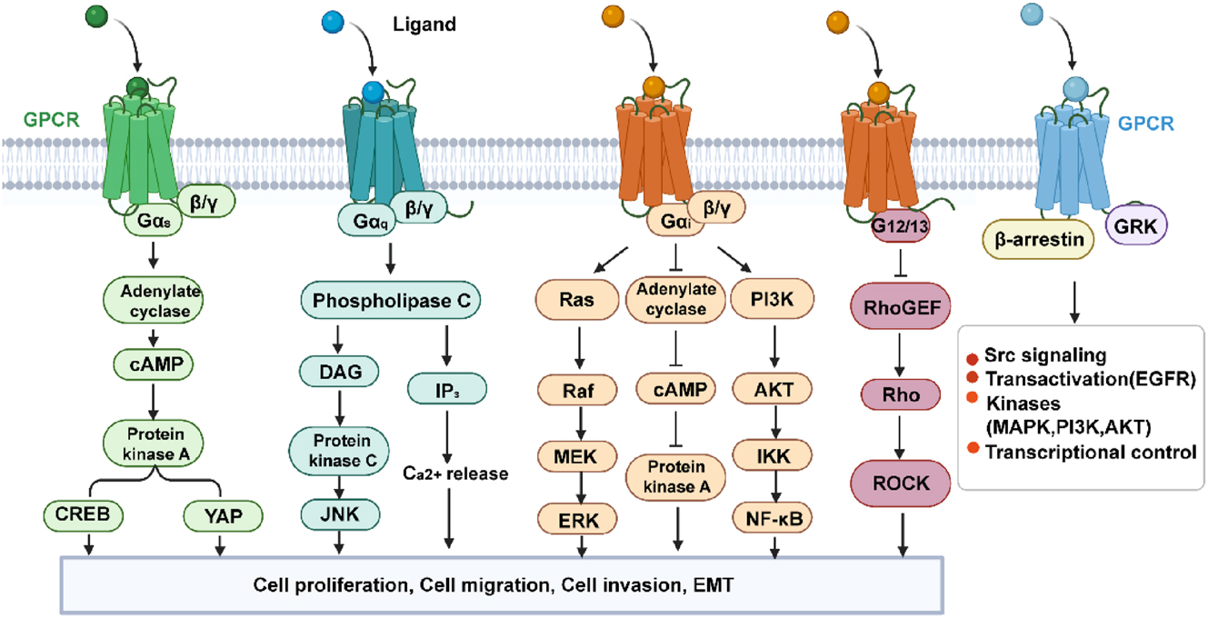 Figure 1: 
GPCR effector pathways. GPCR, G protein-coupled receptor. (Created with BioRender.com).
