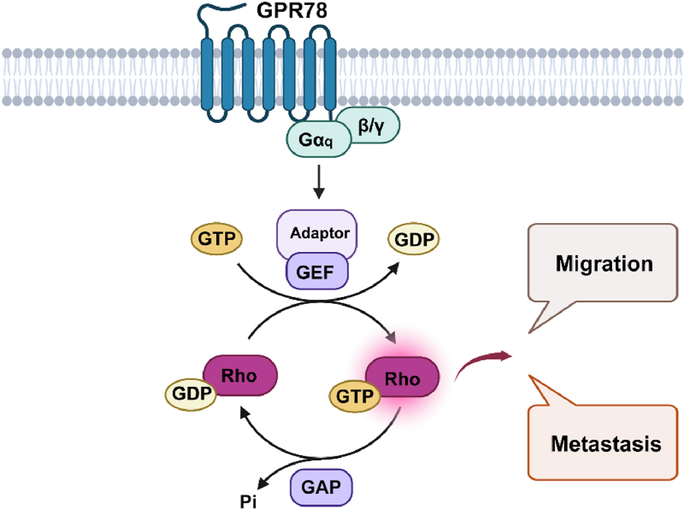 Figure 2: 
GPR78 promotes the migration and metastasis of lung cancer cells in a Gq-Rho GTPase-dependent manner. GPR78, G Protein-Coupled Receptor 78; NSCLC, Non-small cell lung cancer. (Created with BioRender.com).
