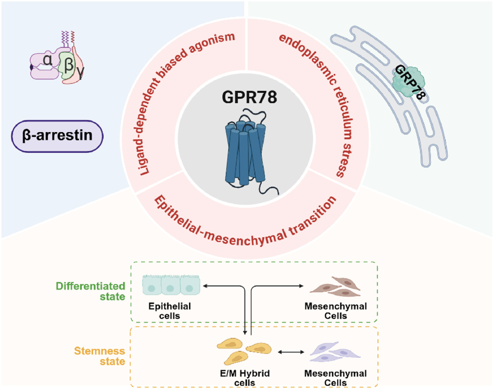 Figure 3: 
Analysis and hypotheses on the transformation of GPR78 as a target for lung cancer Treatment. GPR78, by binding to specific ligands, can regulate the transcription factors related to EMT, causing epithelial cells to lose polarity and intercellular connections, thereby transforming into mesenchymal cells. The interaction between GPR78 and GRP78 within the endoplasmic reticulum is crucial for the survival and migration capabilities of cells in stressful environments. At present, there are no experimental evidence of ligand-dependent biased agonism, but based on the general mechanism of GPCR biased agonism, it is entirely possible to achieve Gs-biased or β-arrestin-biased effects on GPR78. GPR78, G Protein-Coupled Receptor 78; EMT, Epithelial-mesenchymal transition; GPCR, G protein-coupled receptor. (Created with BioRender.com).
