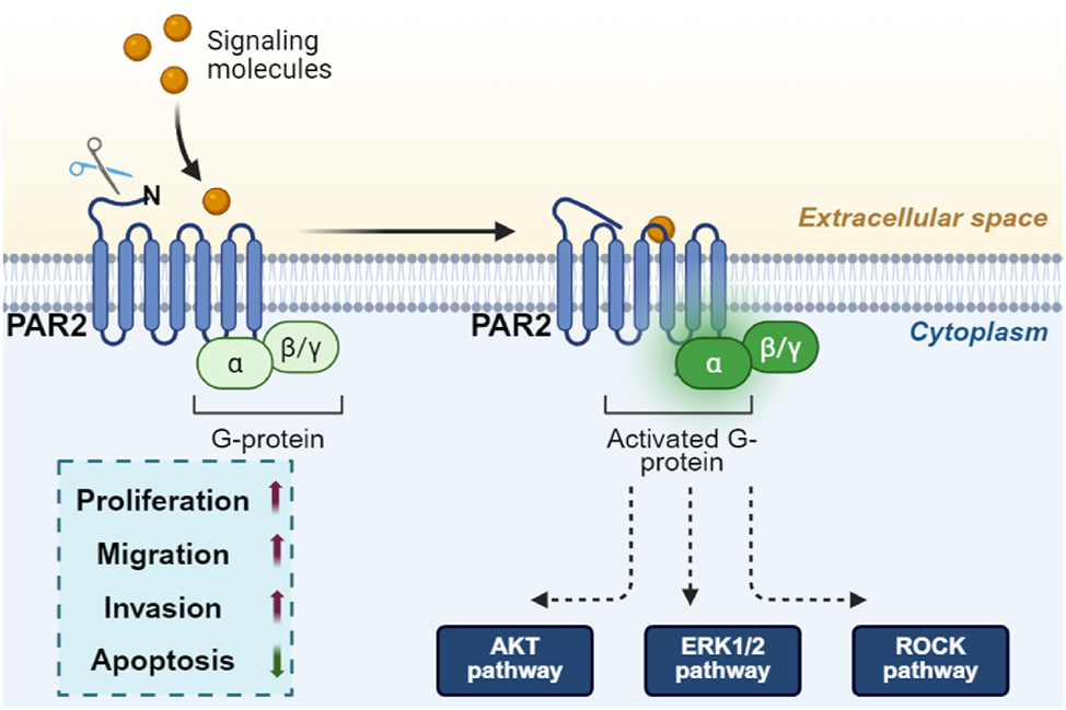 Figure 4: 
PAR2 promotes the proliferation and migration of NSCLC cells by activating the G protein-β-arrestin signaling pathway, which further induces EGFR transactivation and activates the MEK/ERK, PI3K/AKT and ROCK pathways. PAR2, Protease-activated receptor 2; NSCLC, Non-small cell lung cancer; EGFR, epidermal growth factor receptor; PI3K, Phosphatidylinositol 3 kinase; AKT, Protein Kinase B. (Created with BioRender.com).
