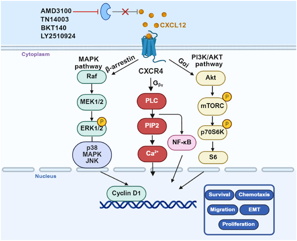 Figure 6: 
CXCR4 triggers invasion, metastasis and promotes chemoresistance in NSCLC. CXCR4 drives tumor cell invasion and metastatic spread by activating the CXCL12-CXCR4 axis and downstream MAPK and PI3K/AKT signaling. High CXCR4 have been shown to confer resistance to platinum-based chemotherapy. Targeting CXCR4 (AMD3100, TN14003, BKT140 and LY2510924) can simultaneously suppress invasion, chemoresistance, and metastasis making it a promising therapeutic target in NSCLC. CXCR4, C-X-C motif chemokine receptor 4; NSCLC, Non-small cell lung cancer; MAPK, Mitogen-activated protein kinase; PI3K, Phosphatidylinositol 3 kinase; AKT, Protein Kinase B (Created with BioRender.com)
