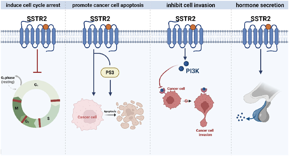 Figure 7: 
The mechanism of SSTR2 in NSCLC. Activation of SSTR2 induces cell cycle arrest, promotes cancer cell apoptosis through p53-dependent or -independent mechanisms, inhibits cell invasion by modulating the PI3K pathway, and restores gap junctional communication. SSTR2, Somatostatin receptor type 2; NSCLC, Non-small cell lung cancer; PI3K, Phosphatidylinositol 3 kinase. (Created with BioRender.com).
